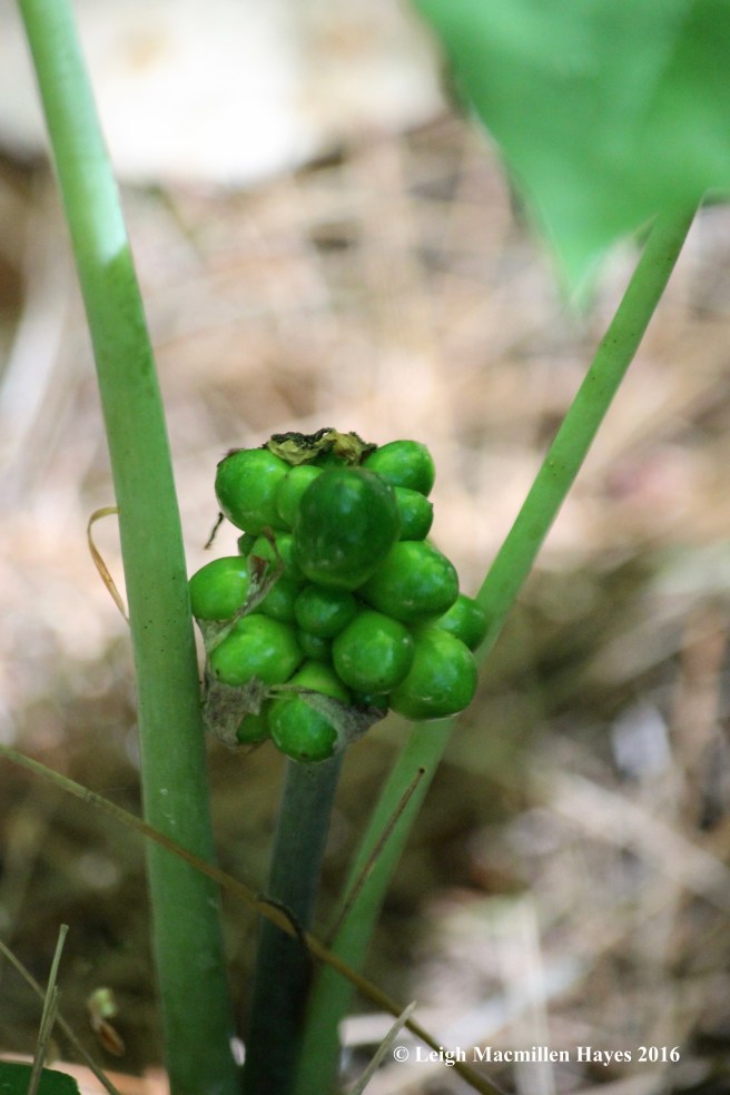 h-jack in the pulpit