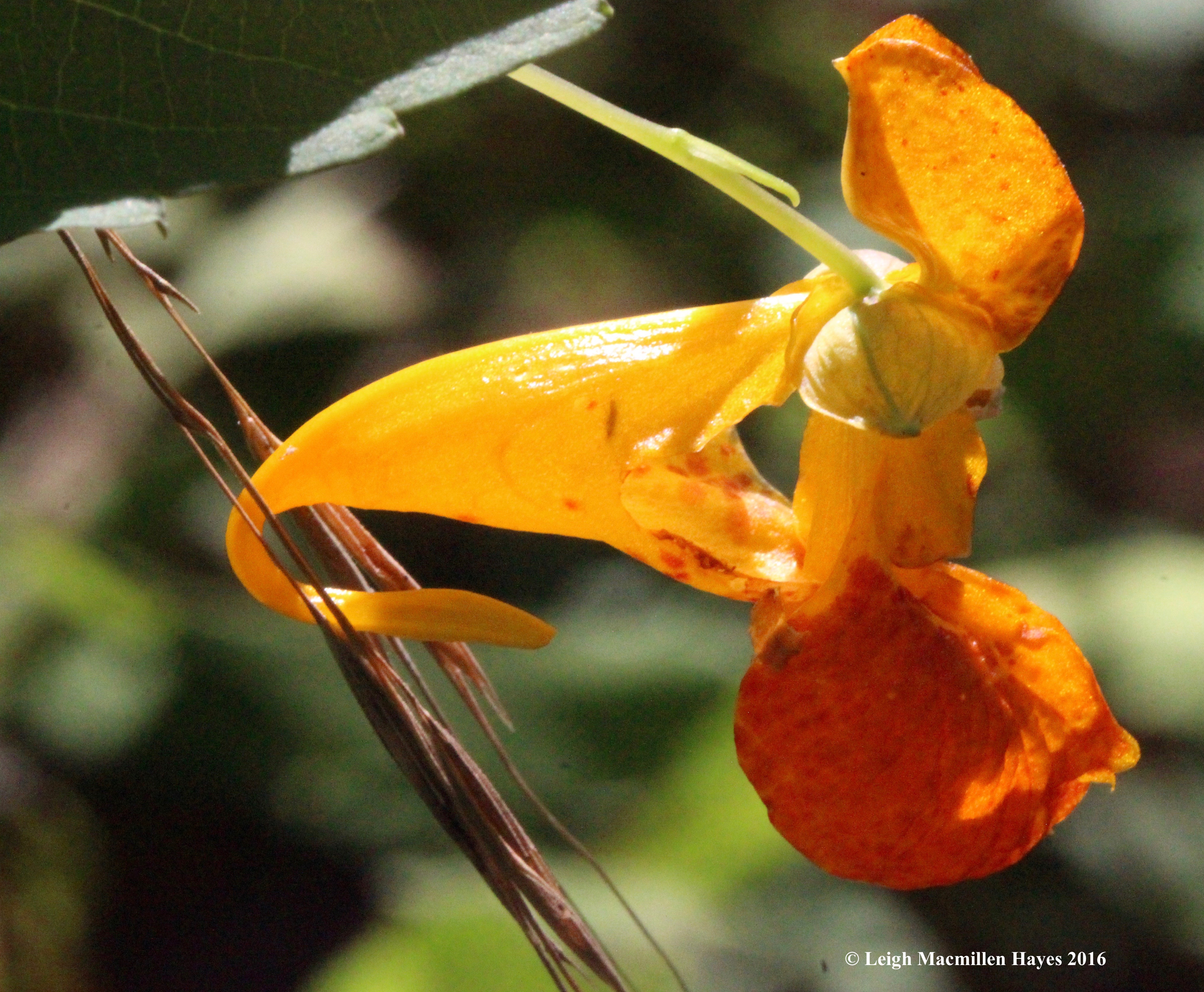 h-jewelweed