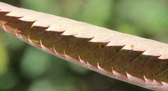 h-mtn ash leaf