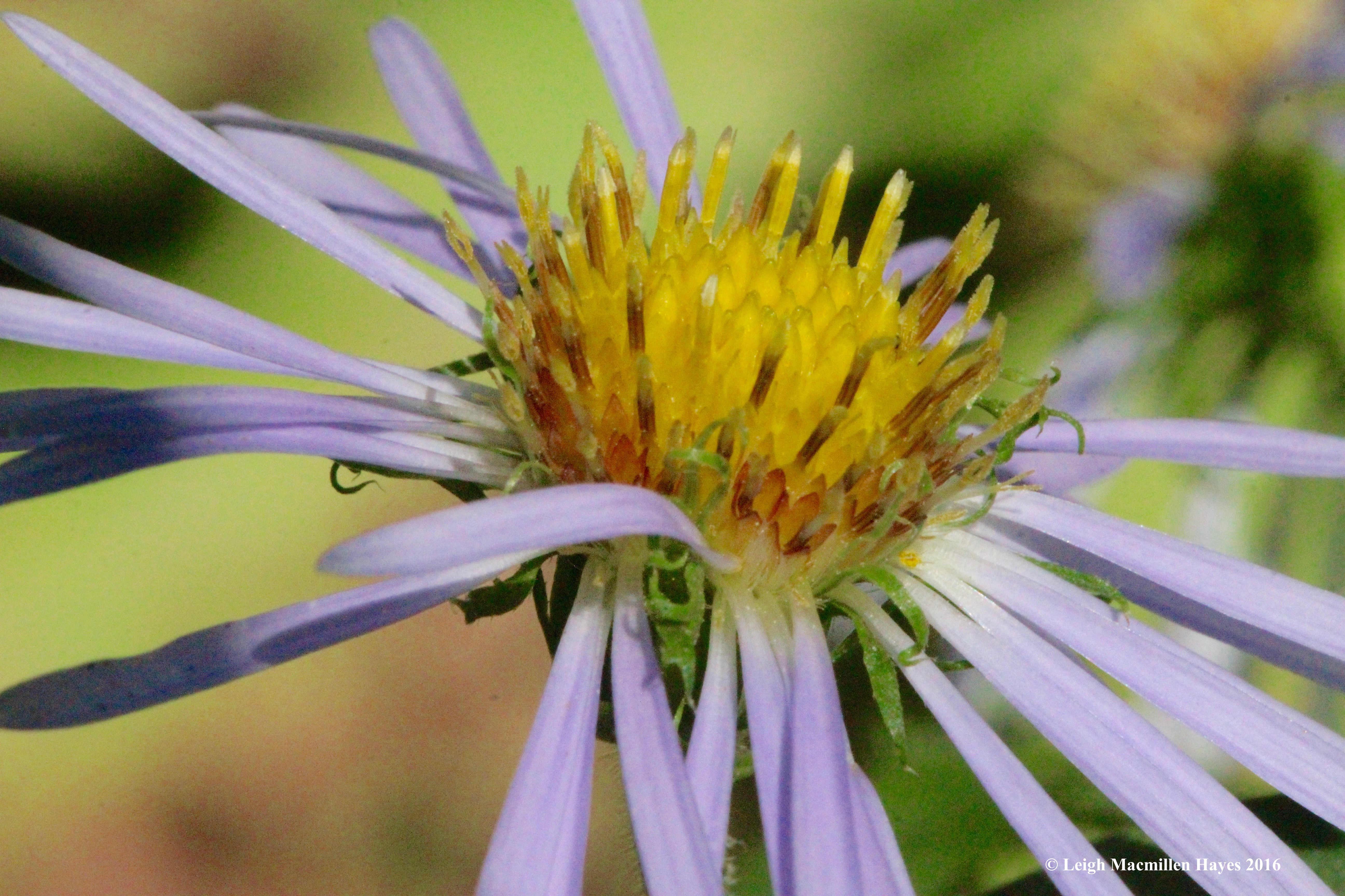 h-purple aster