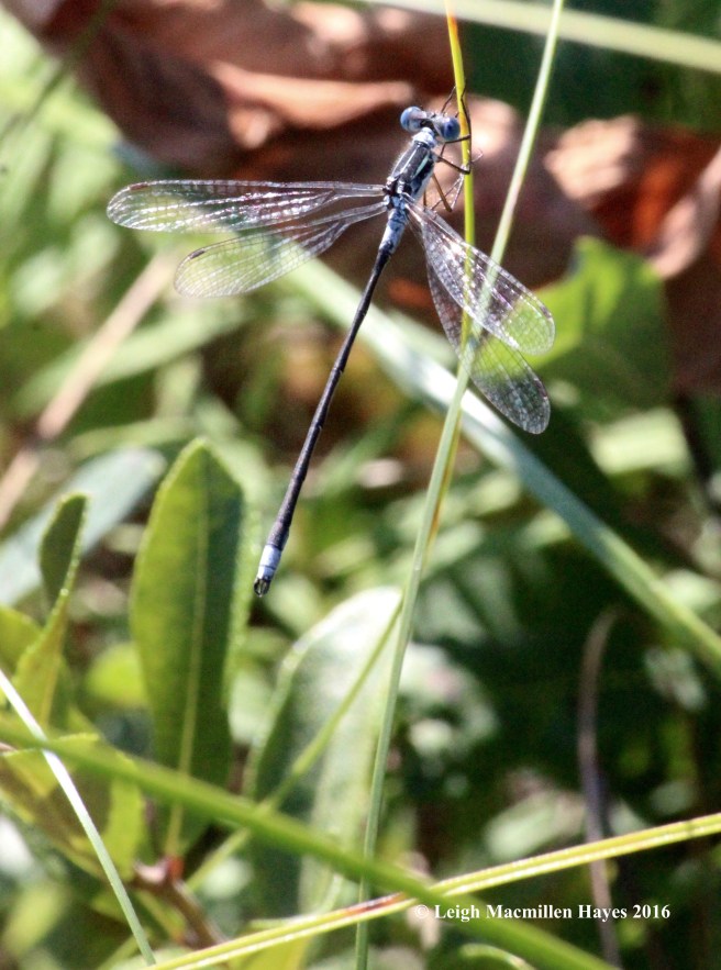 h-spread-winged damselfly