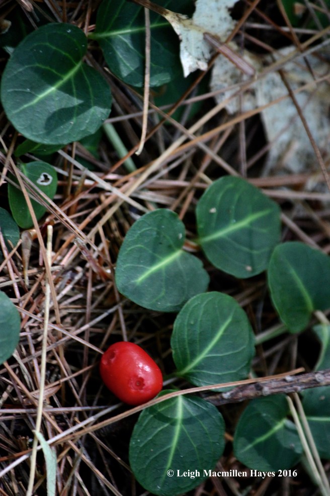 k-partridgeberry