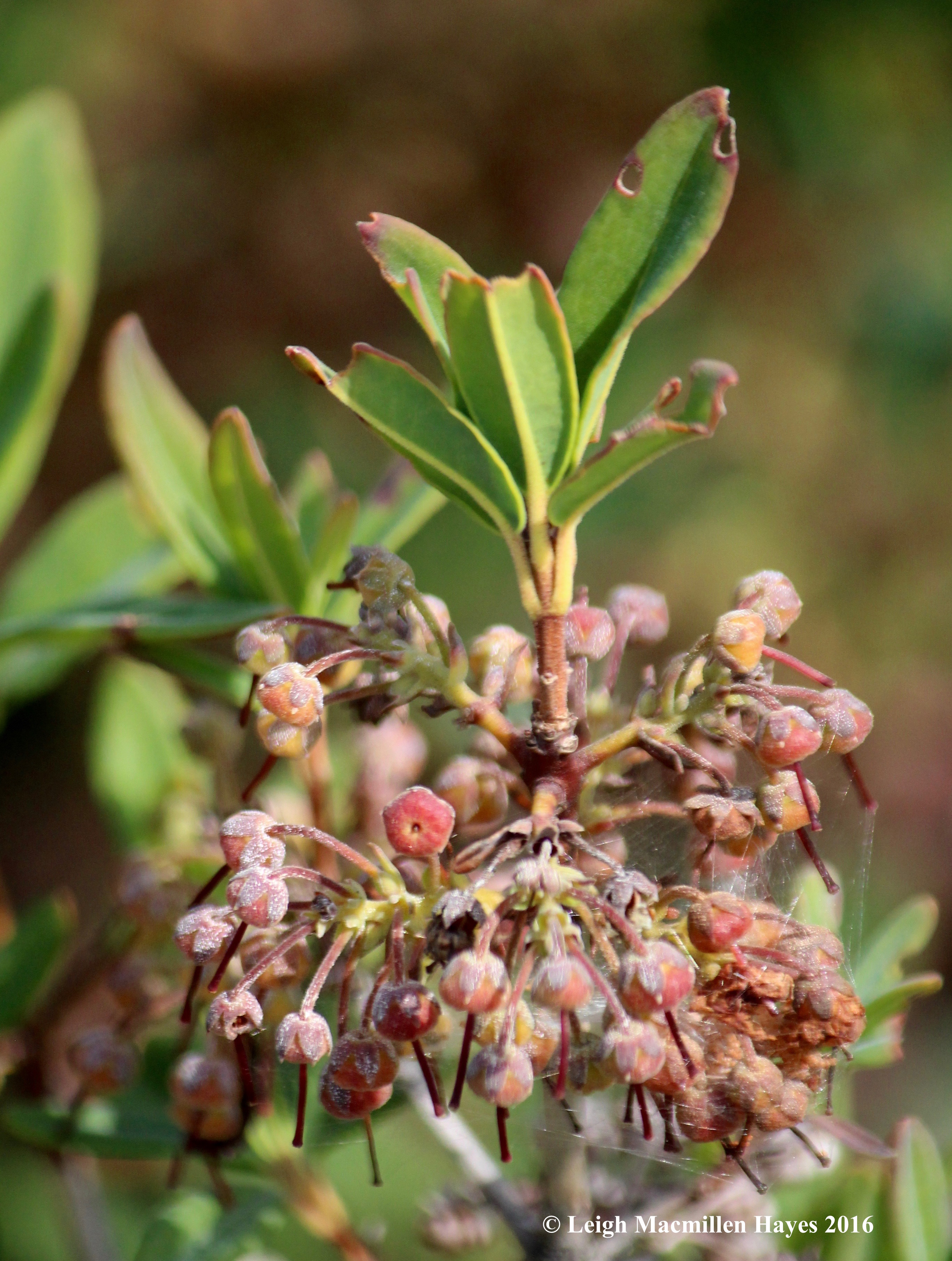 k-sheep laurel fruit.jpg
