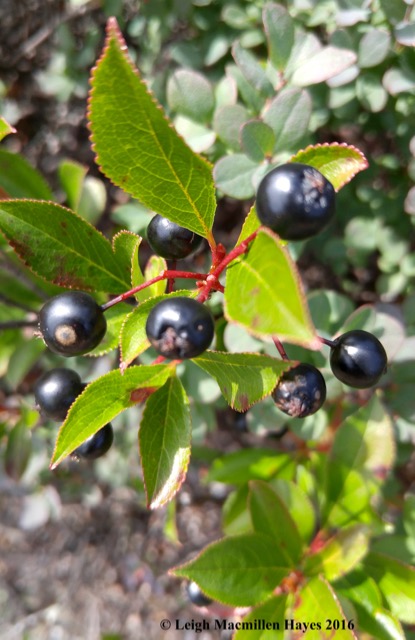 k-summit huckleberries (1)