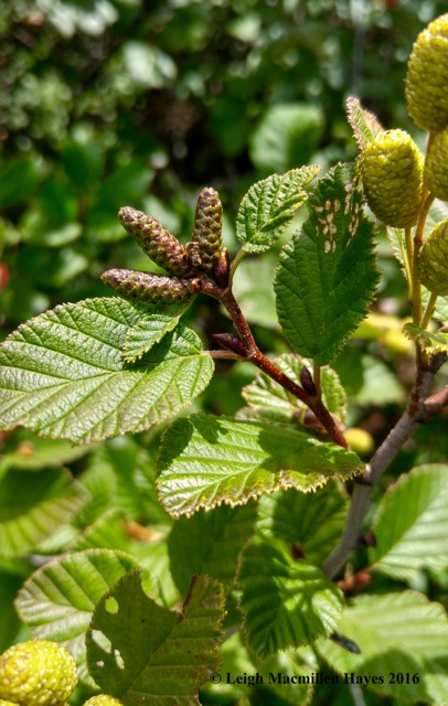 k-summit speckled alder (1)
