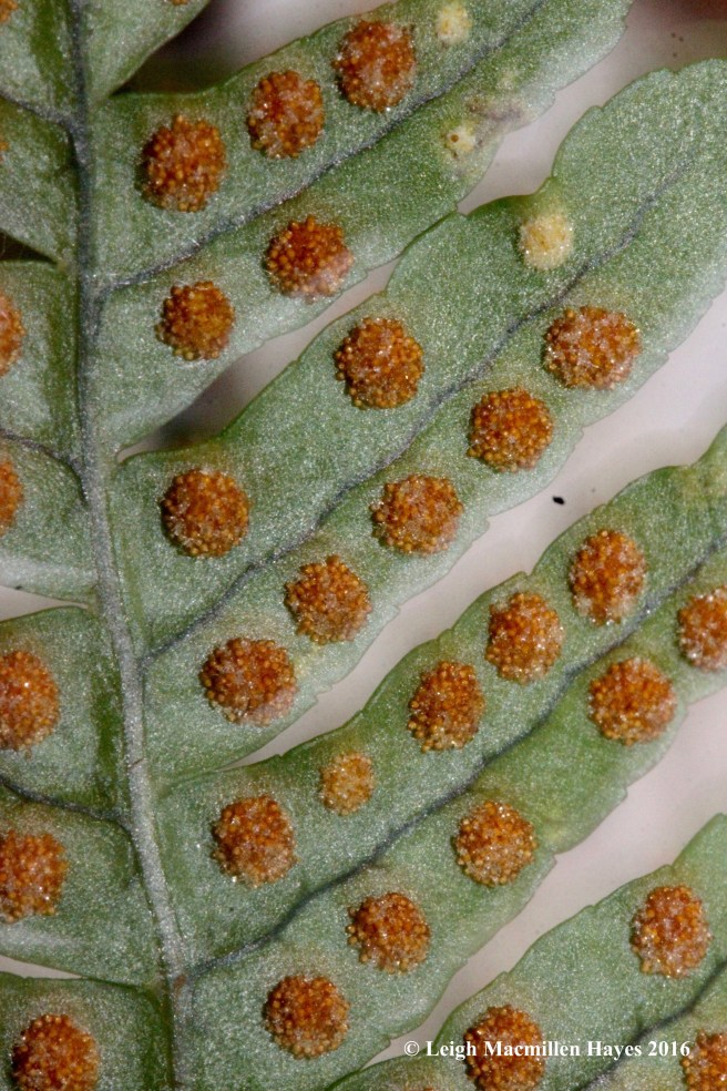 b-polypody-spores