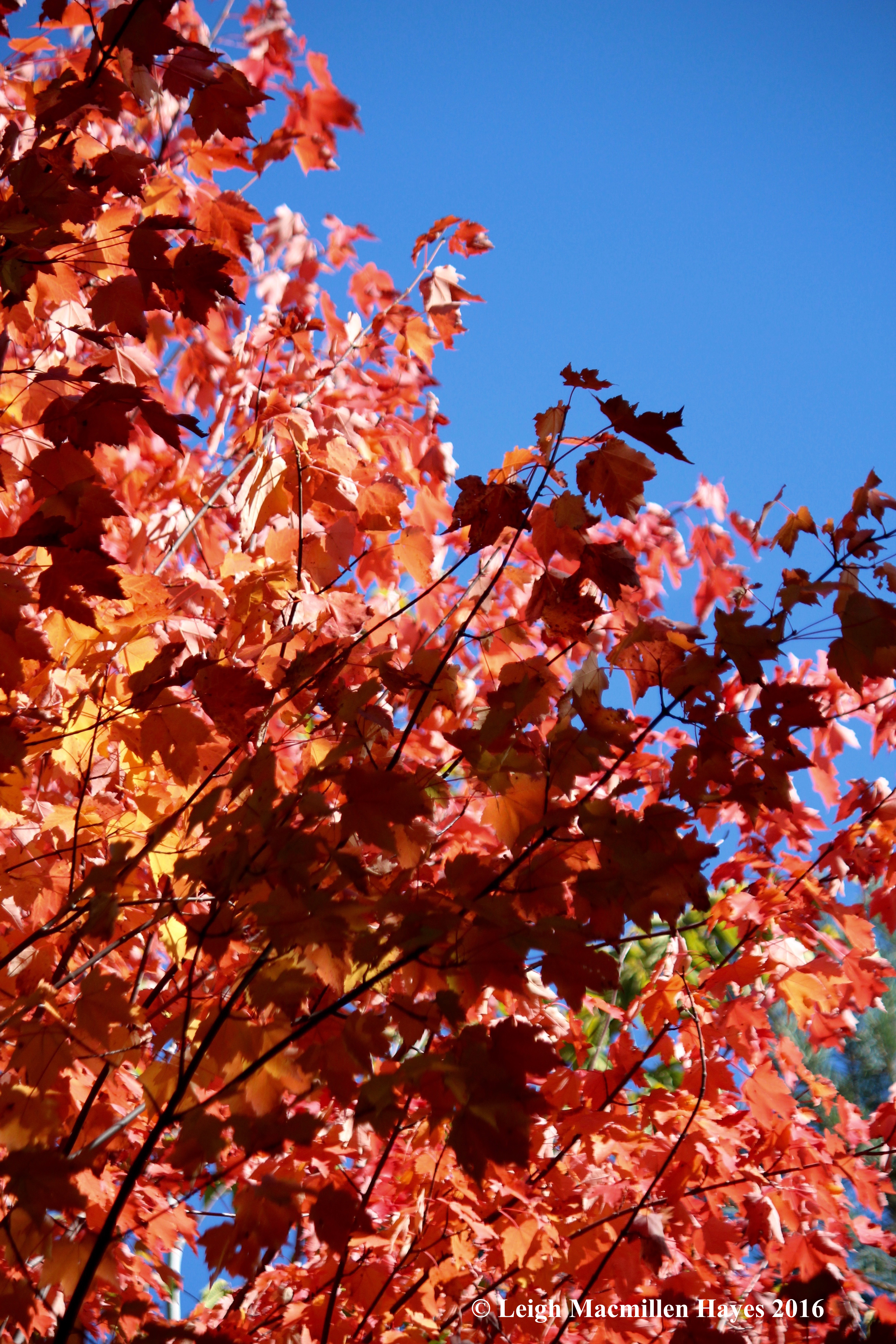 b-red-maples-against-sky
