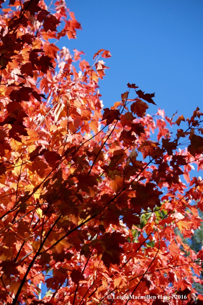 b-red-maples-against-sky