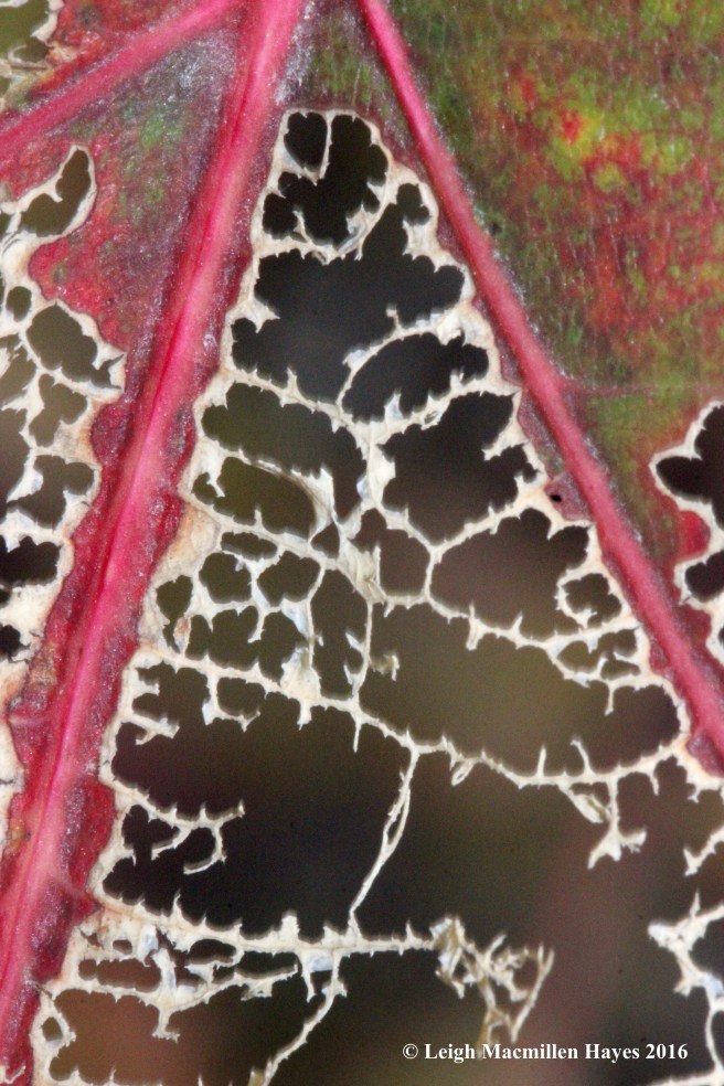 b-red-oak-veins