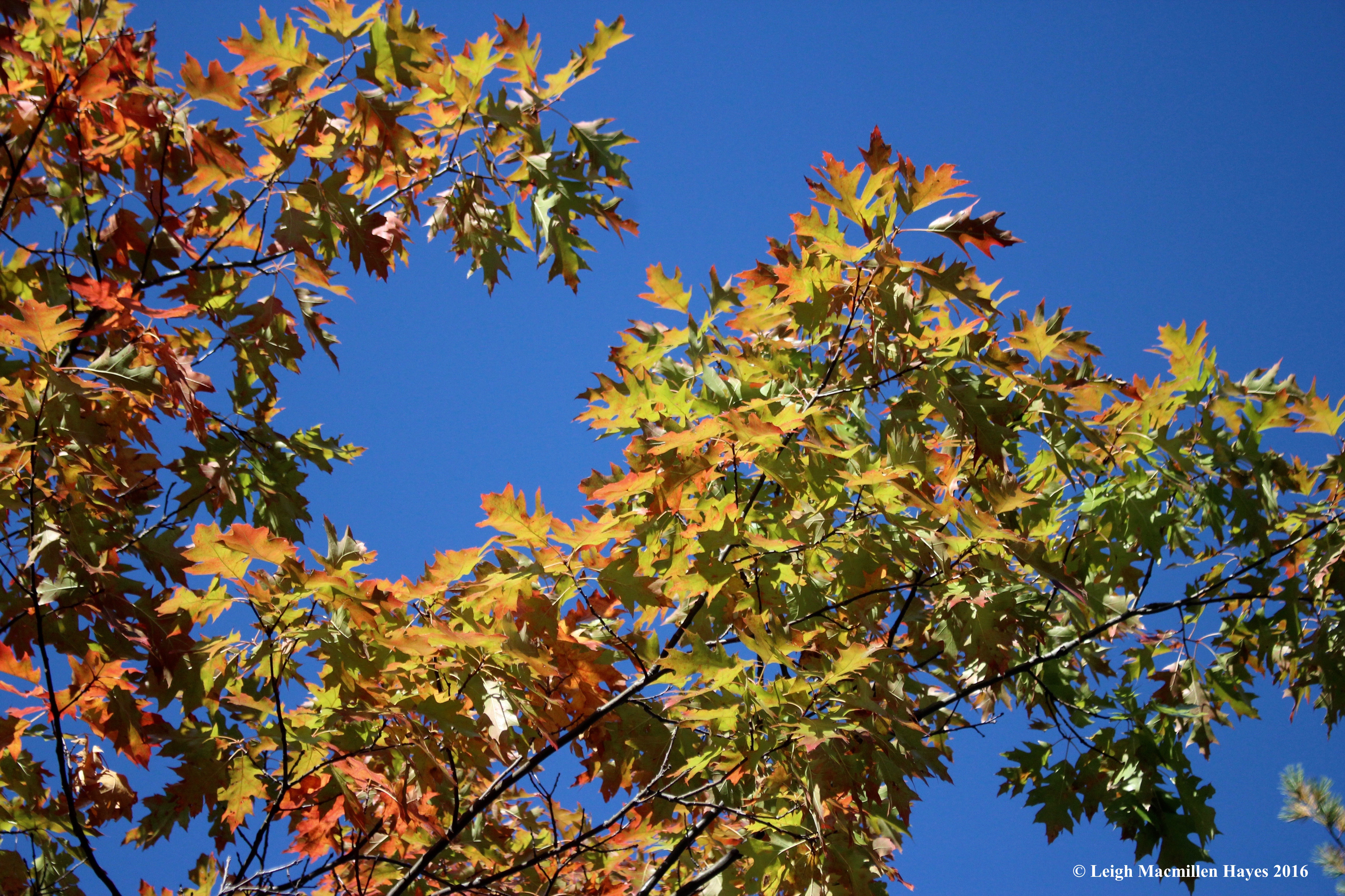 b-red-oaks-against-sky