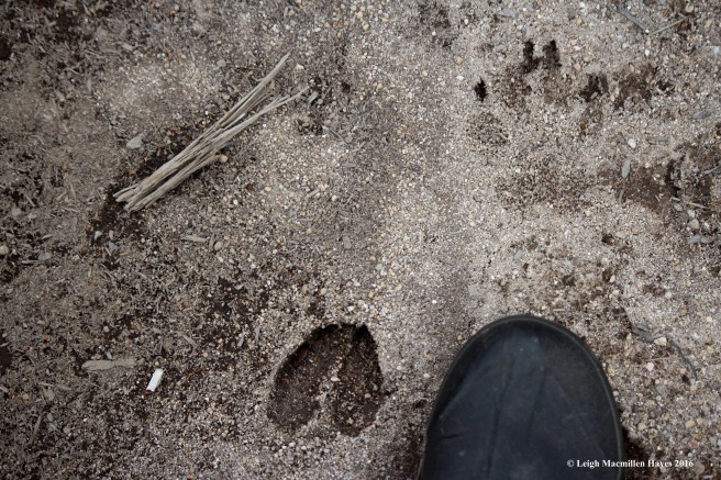 h-deer-and-bobcat-prints