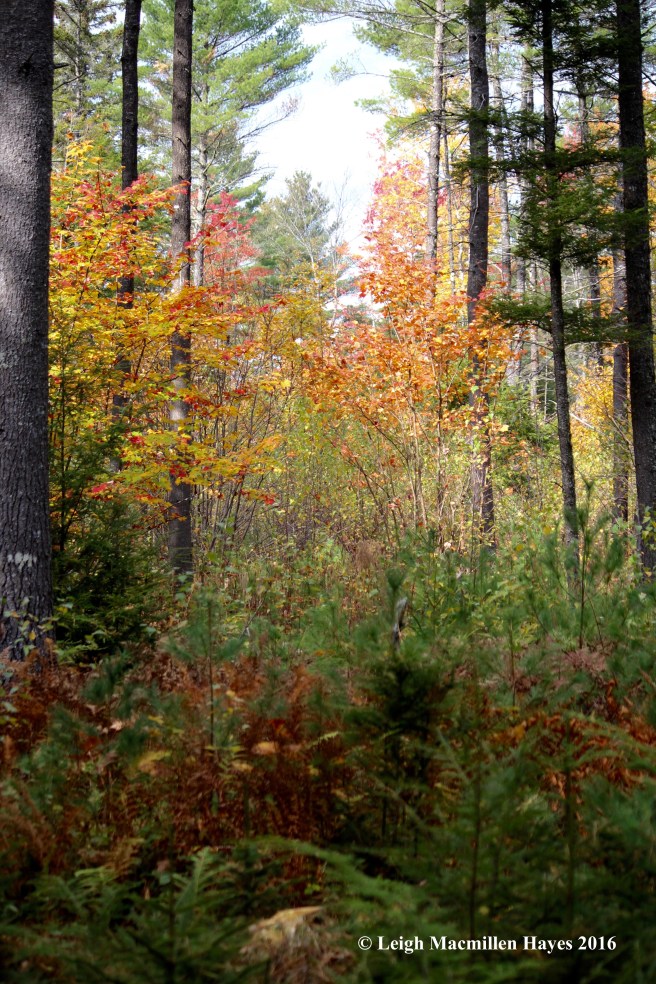 h-forest-succession-3