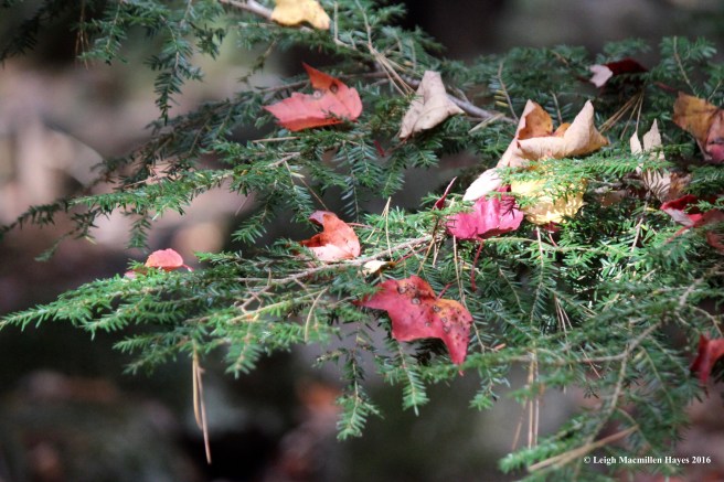 h-leaves-on-hemlock