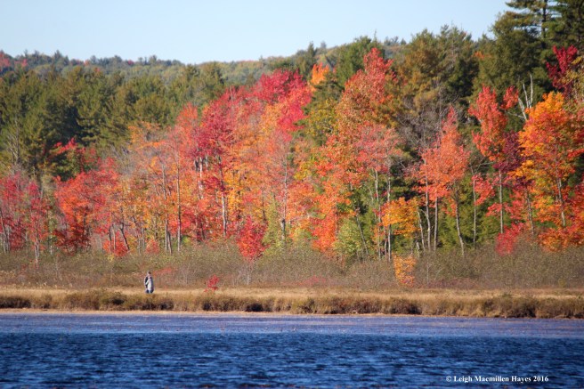 h-pond-quaking-bog