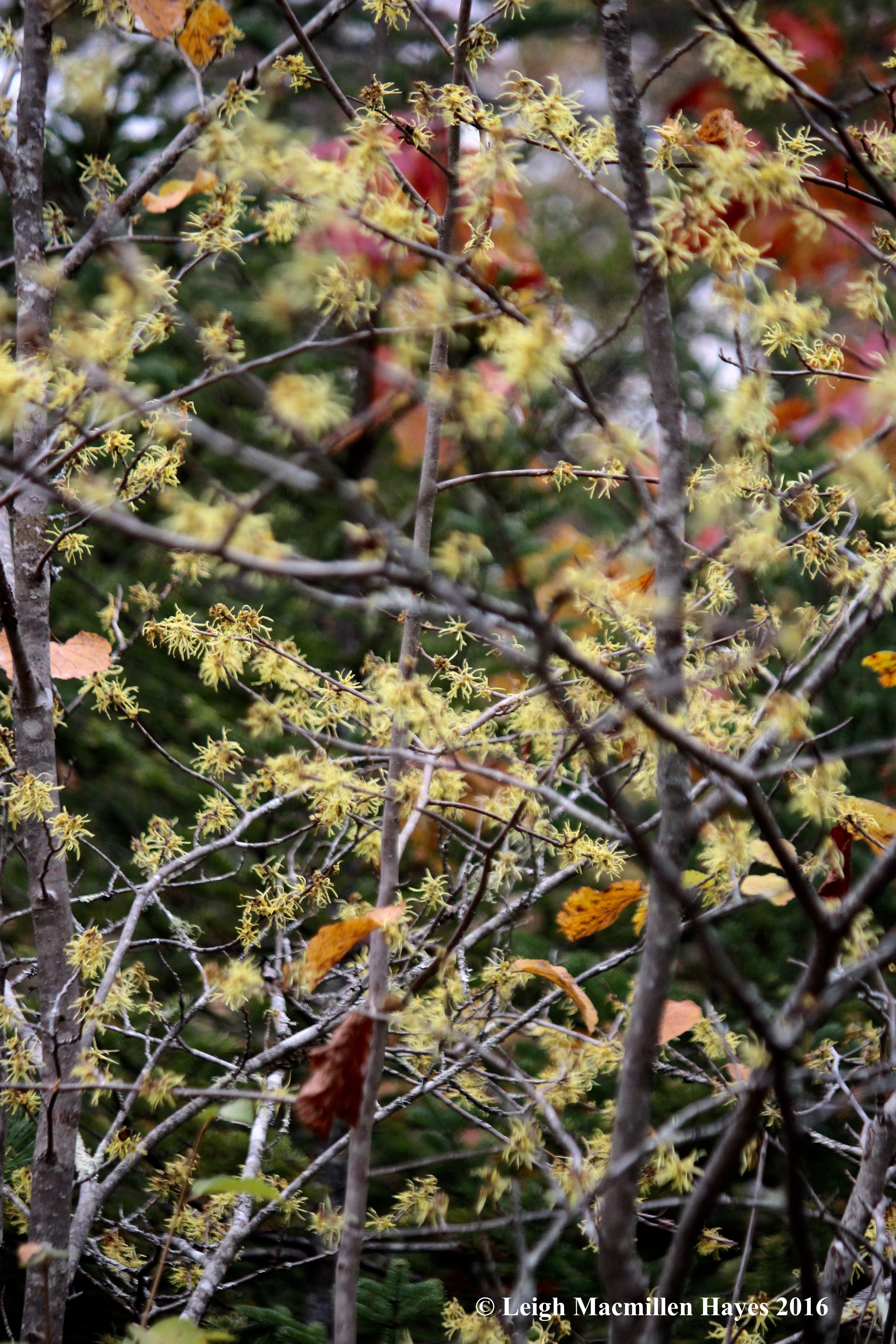 h-witch-hazel-flowers-galore