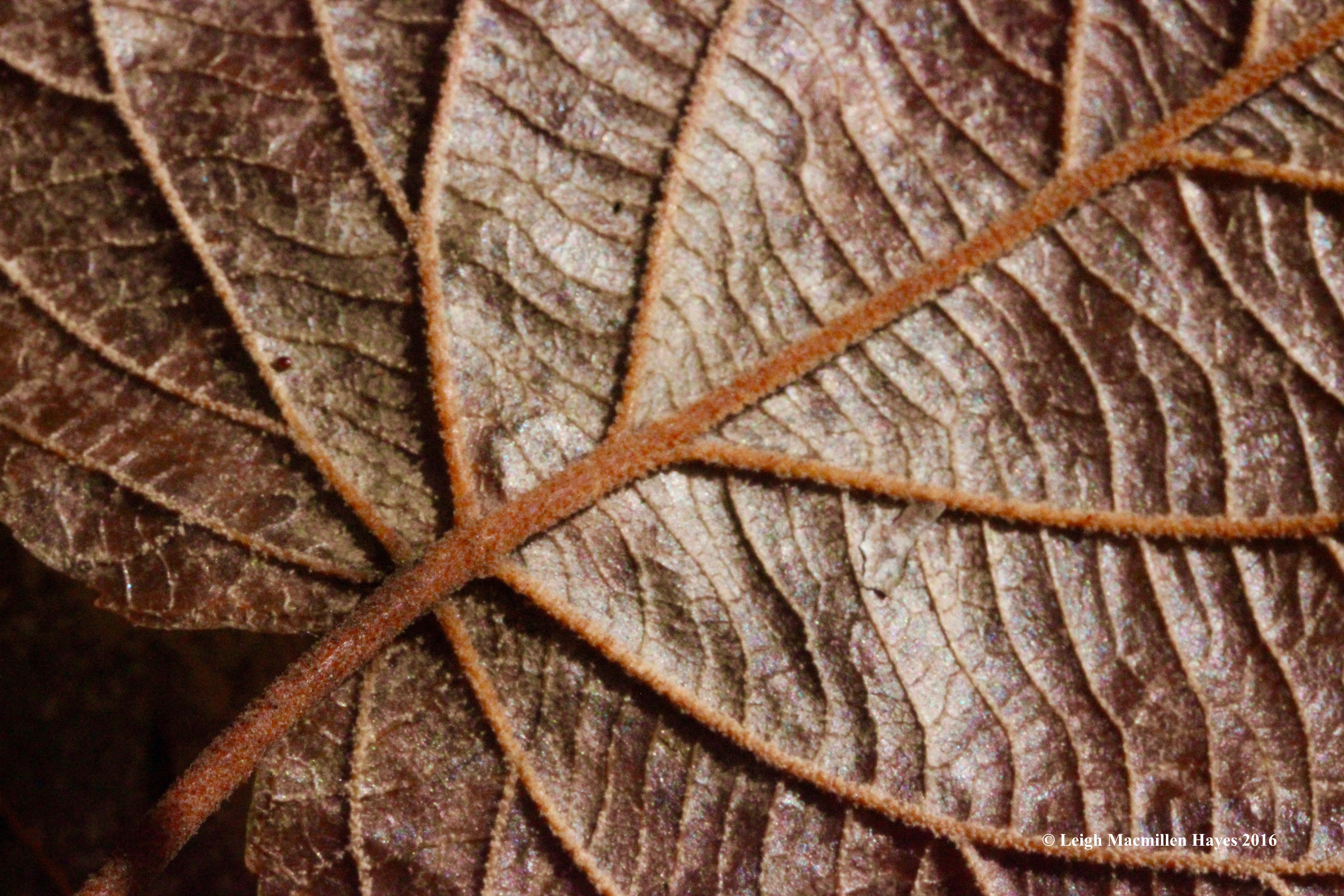 l-back-of-hobblebush-leaf