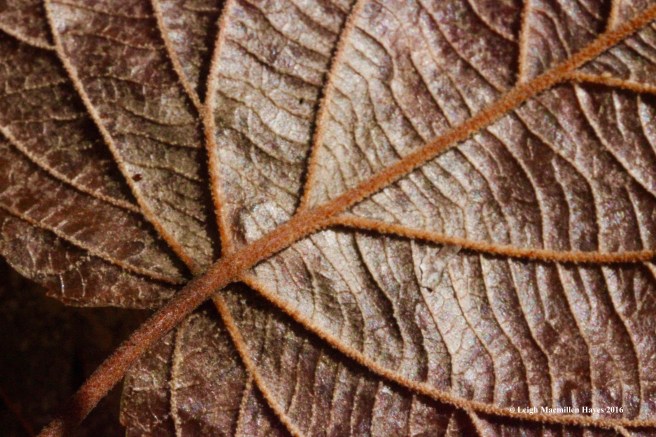 l-back-of-hobblebush-leaf