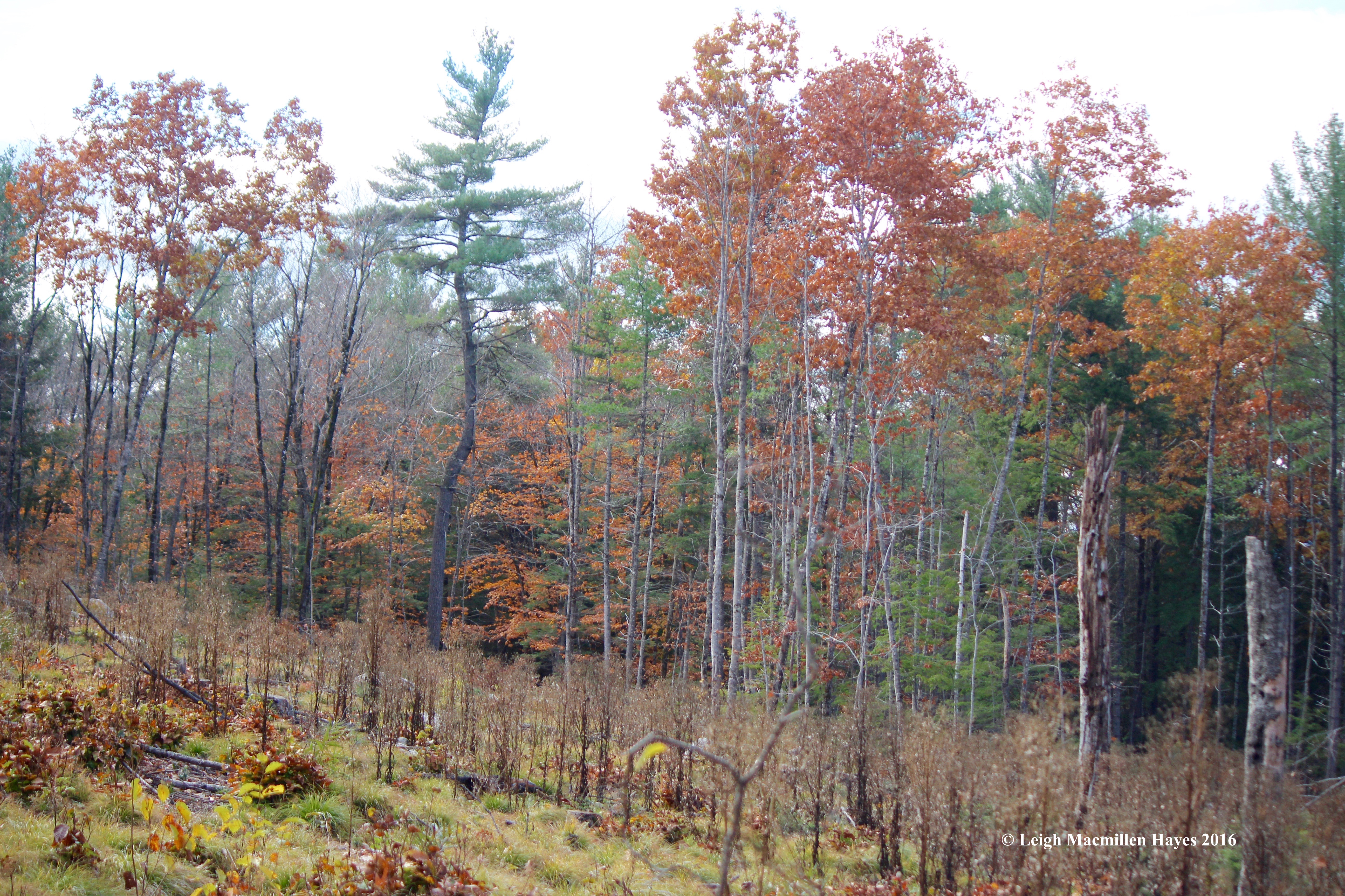 l-forest-succession-1