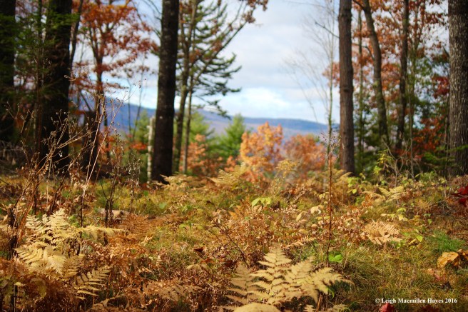 l-forest-succession-2