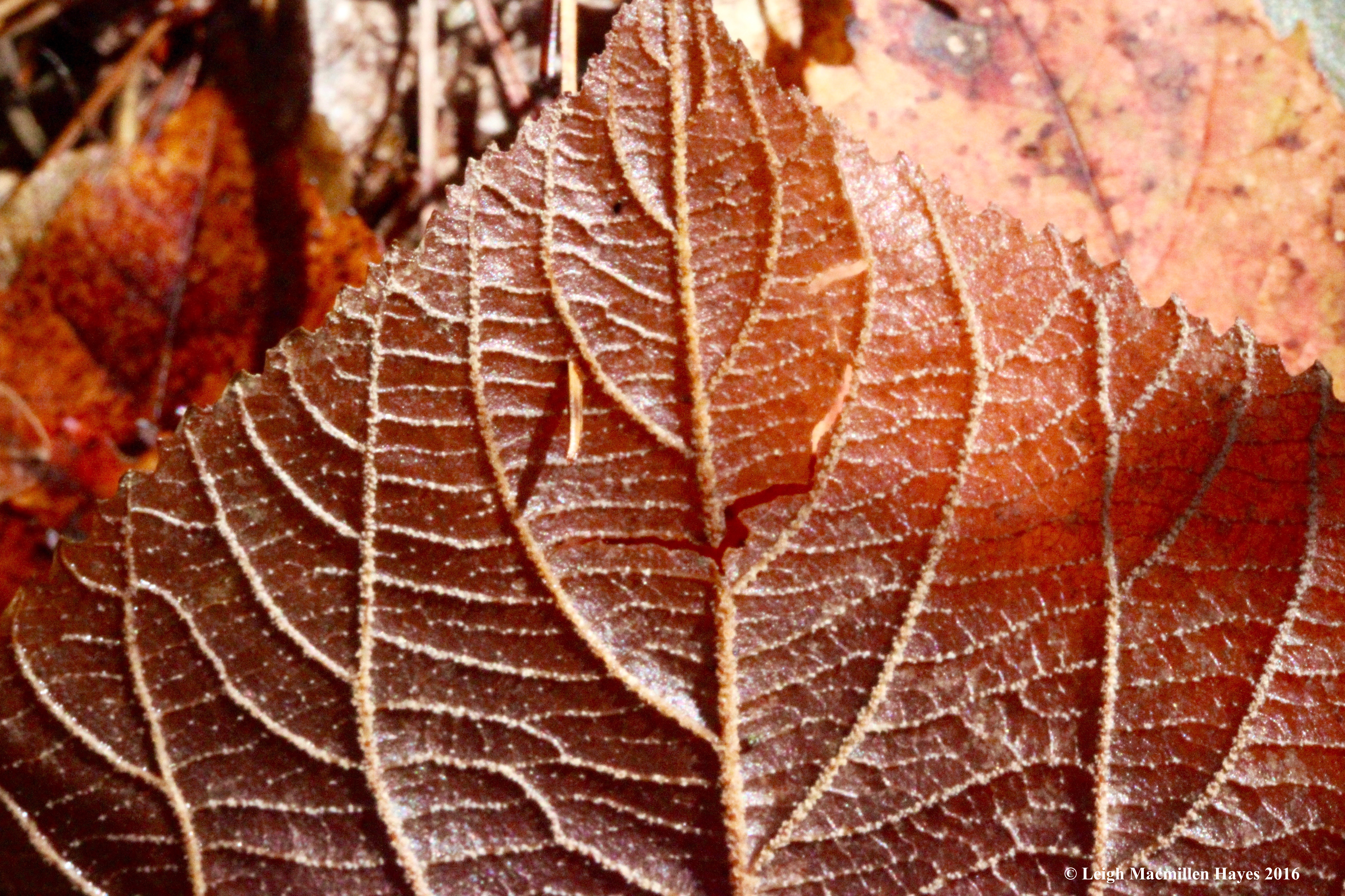 l-hobble-leaves-2