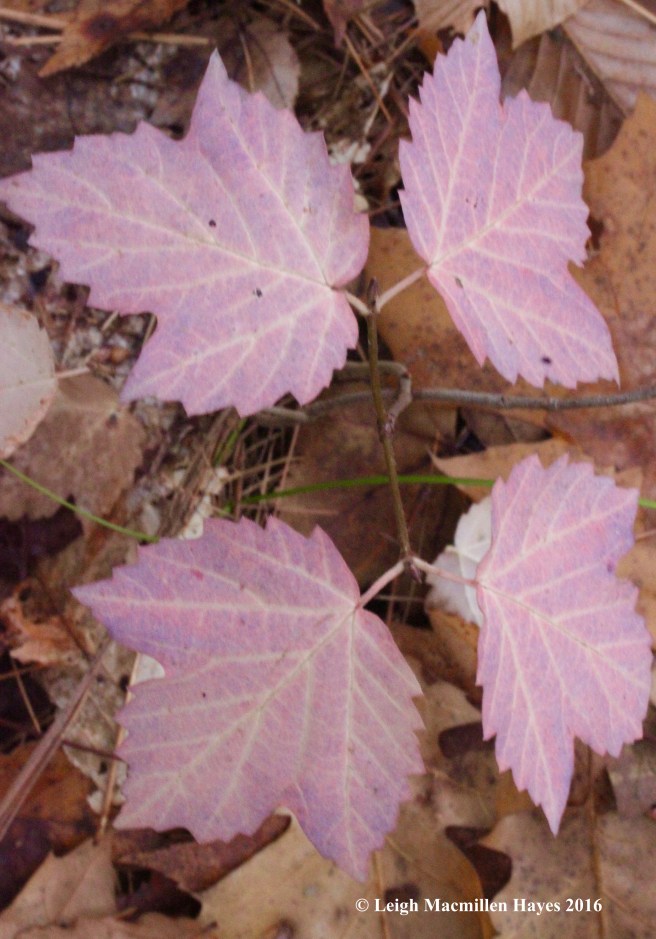 l-maple-leaf-viburnum