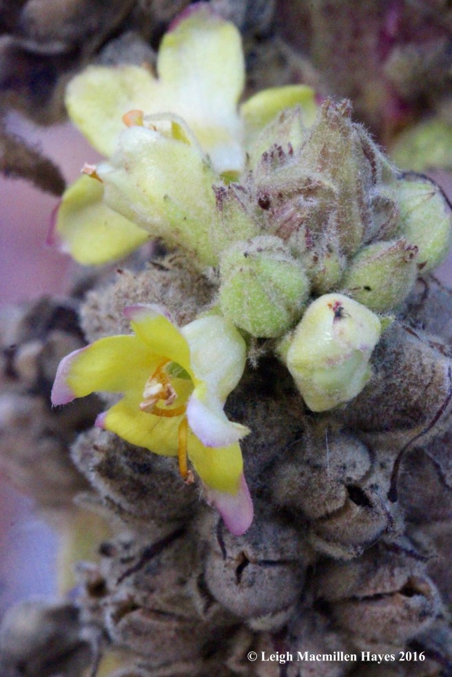 l-mullein-flower-3