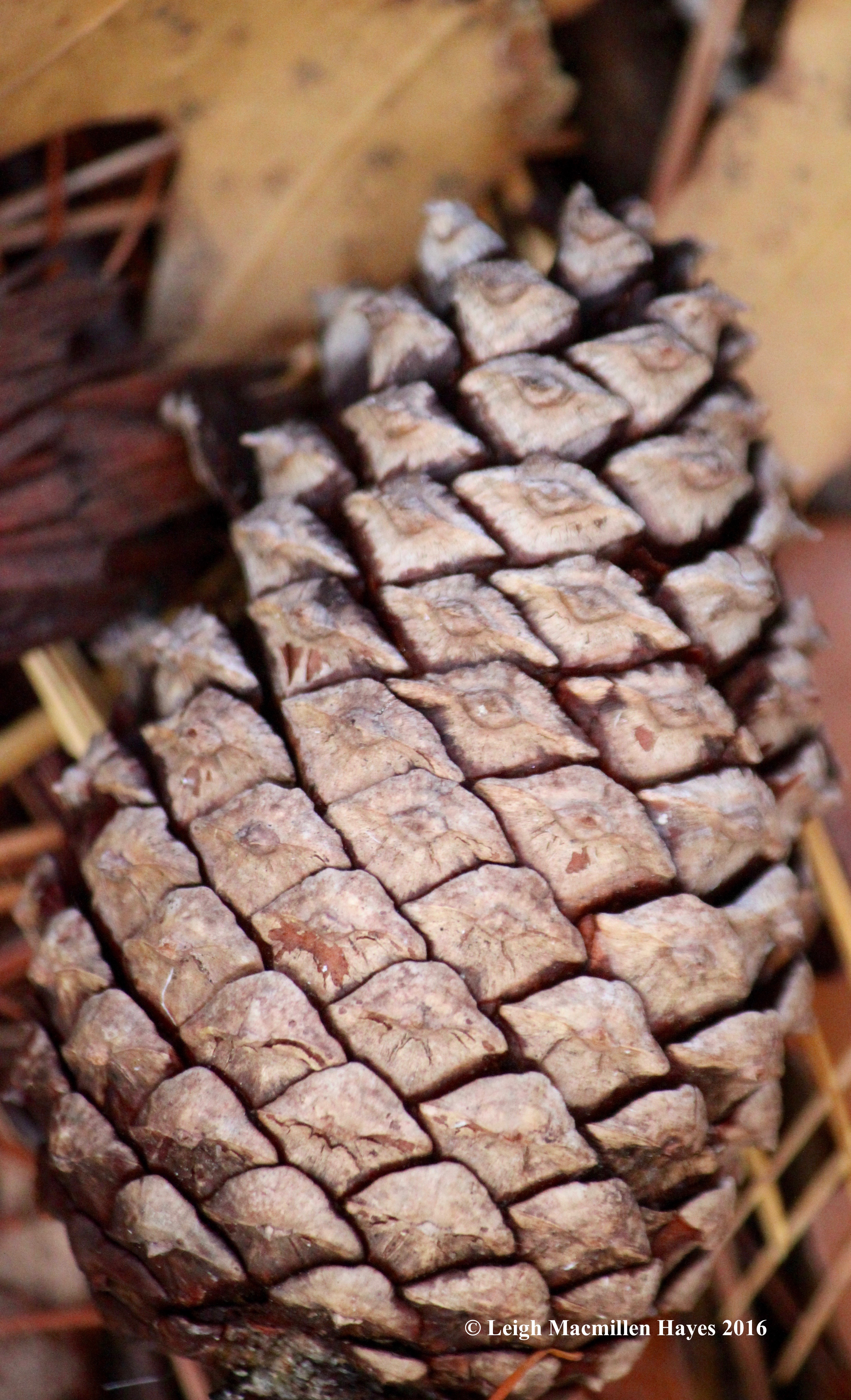 l-pitch-pine-cone