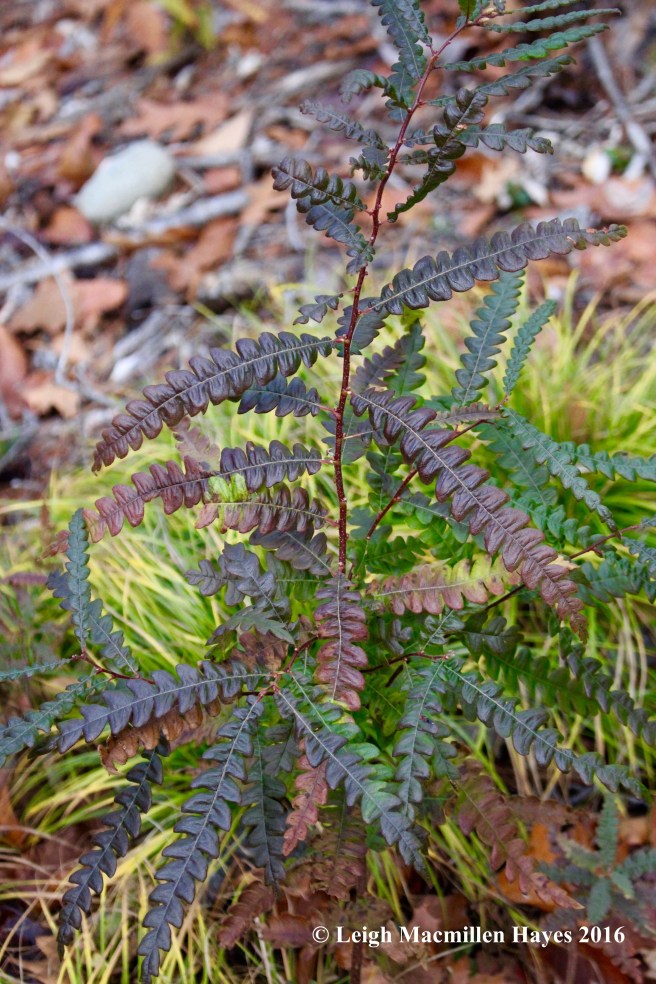 l-sweet-fern-colors