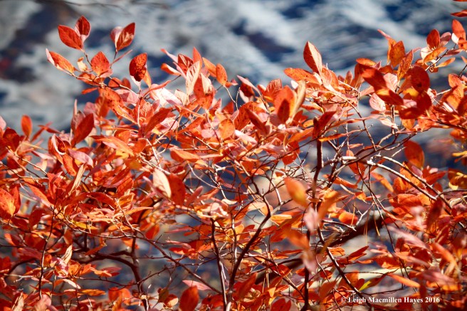 o-huckleberry-leaves