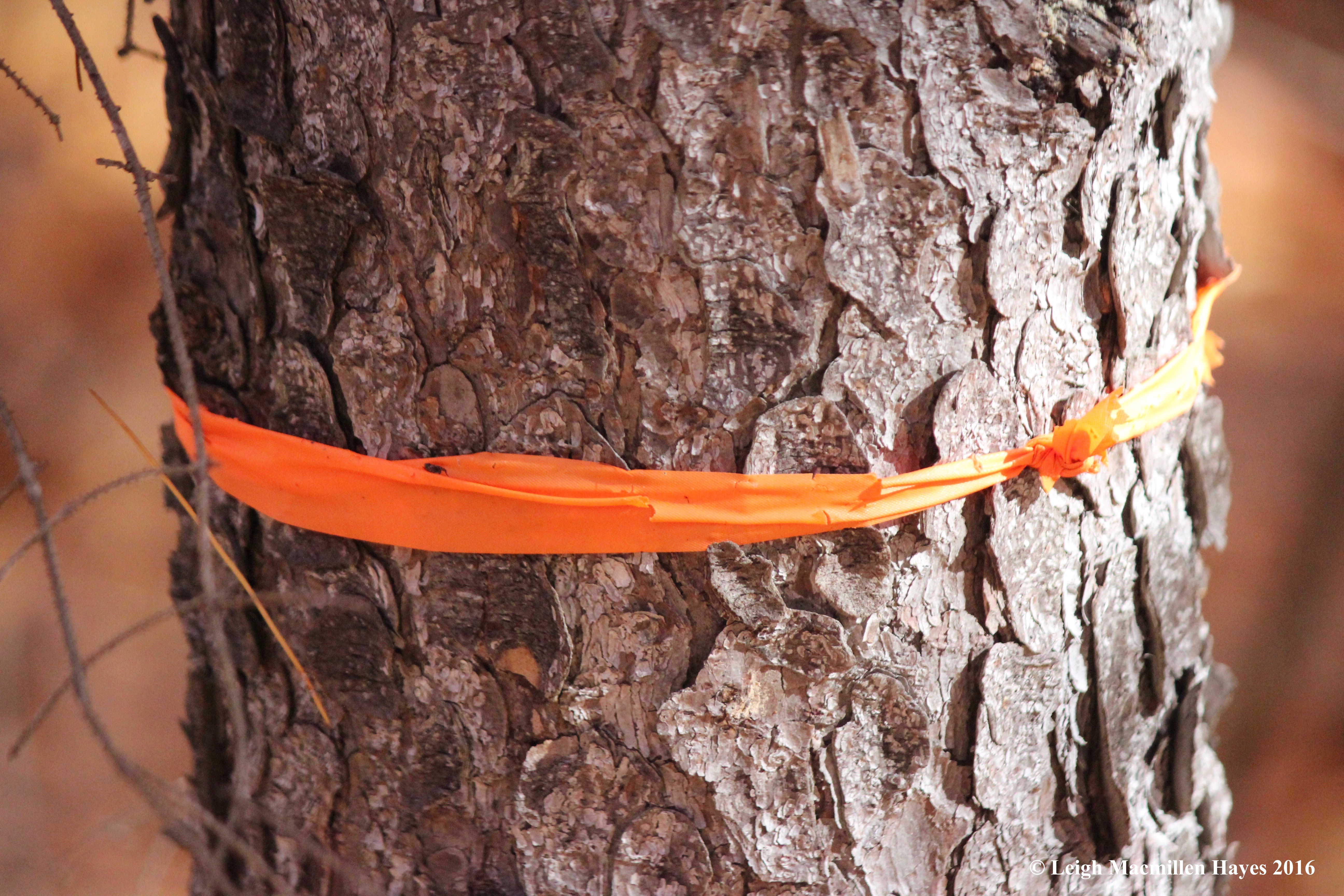 o-orange-ribbon