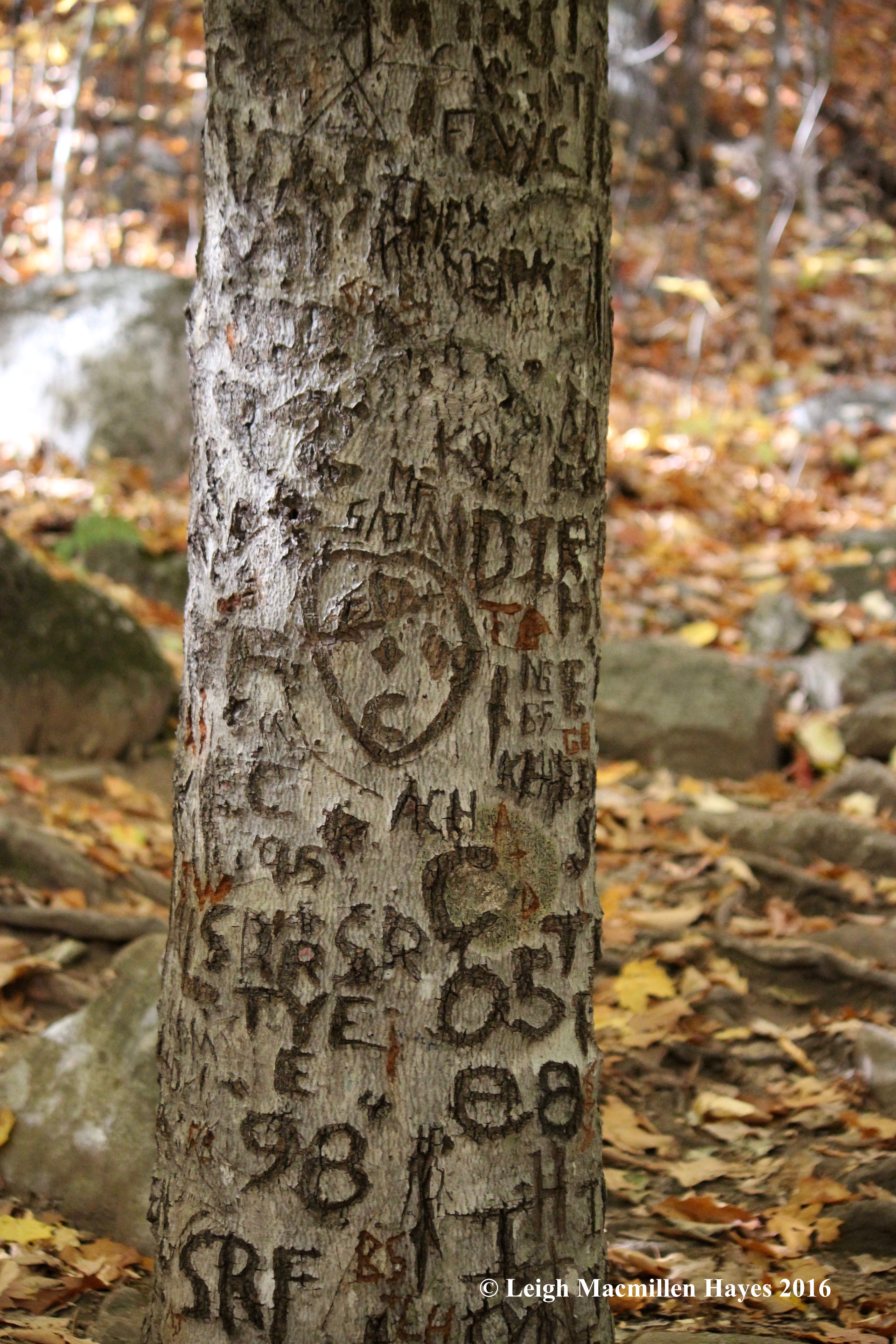 r-bri-mar-beech-markings