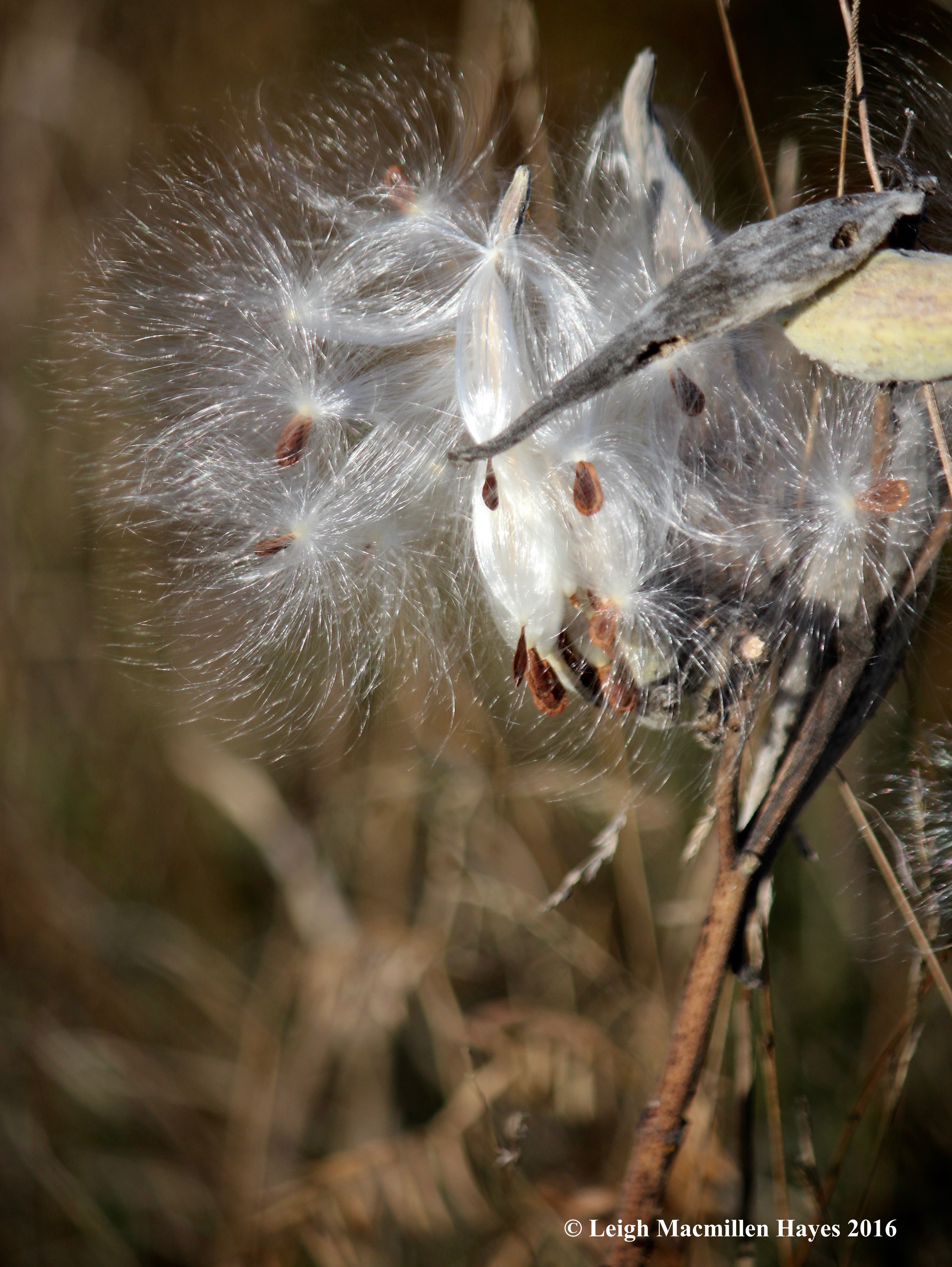 r-brimar-milkweed