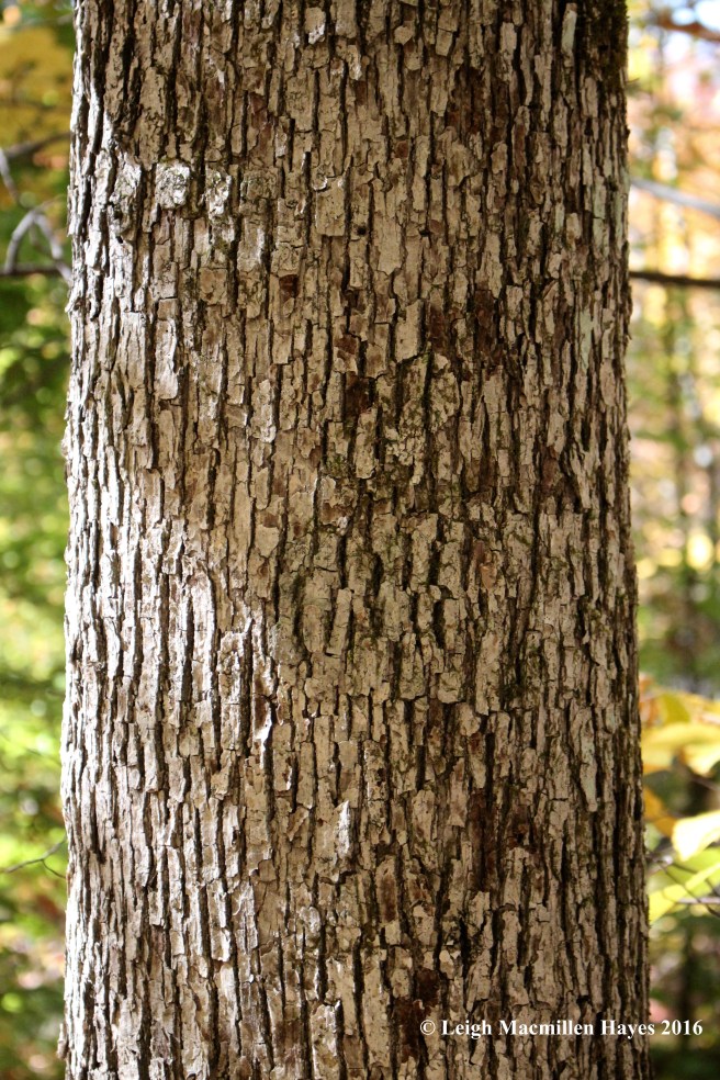 r-white-oak-bark