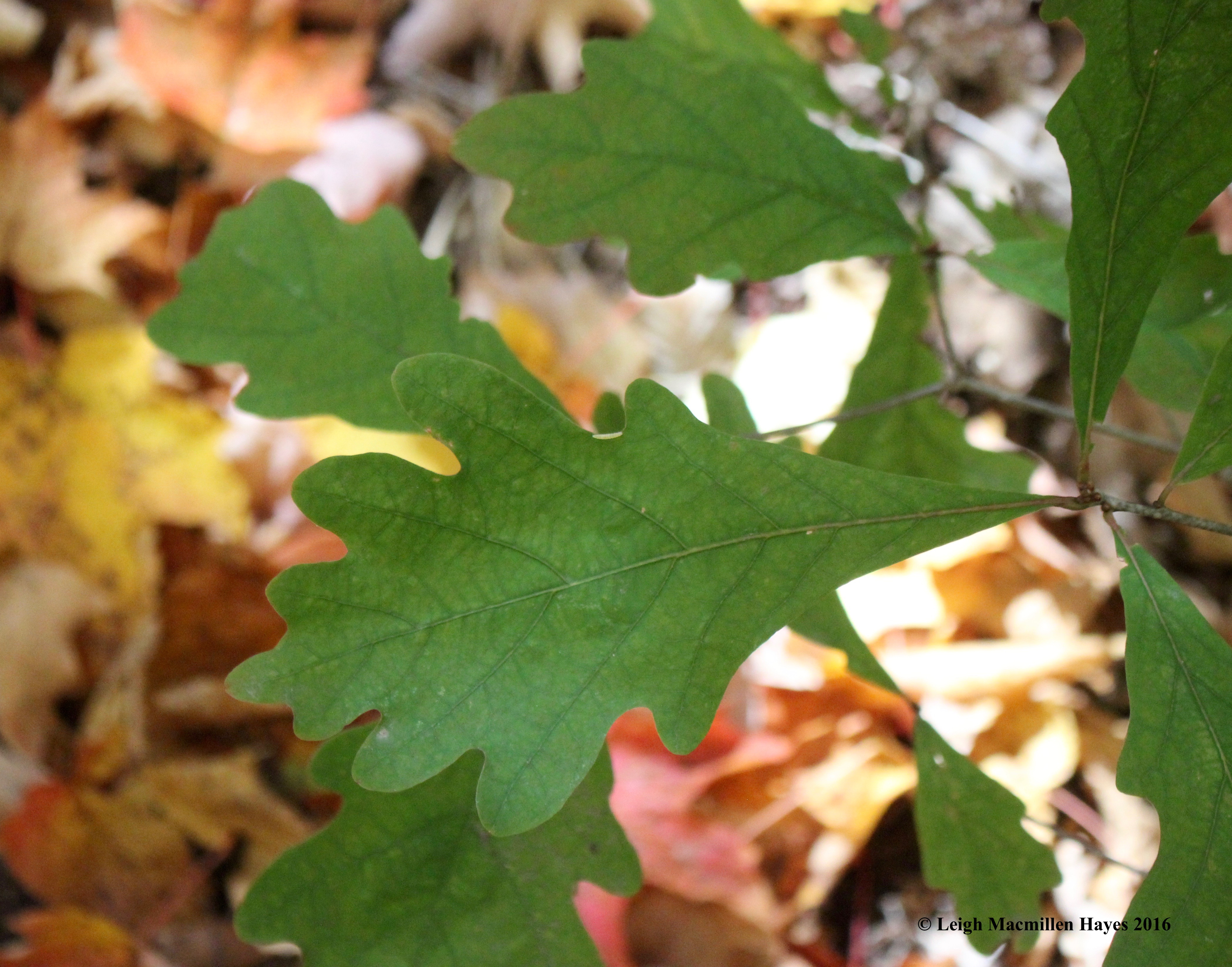 r-white-oak-green-leaves