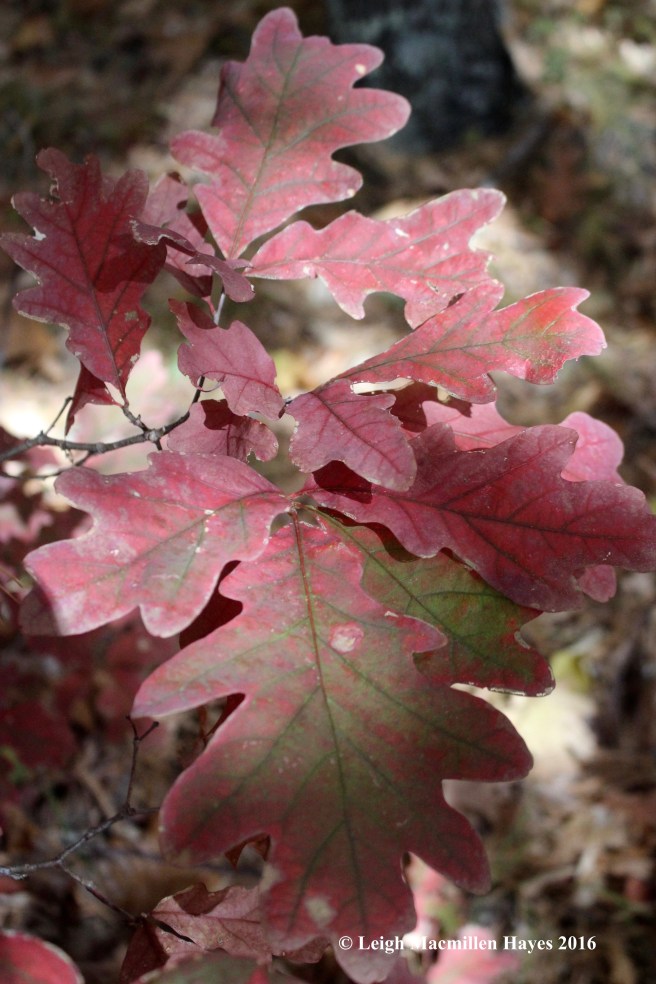 r-white-oak-red-color