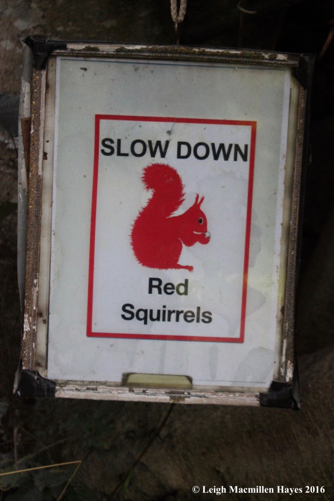 Red Squirrel sign, day 3.jpg