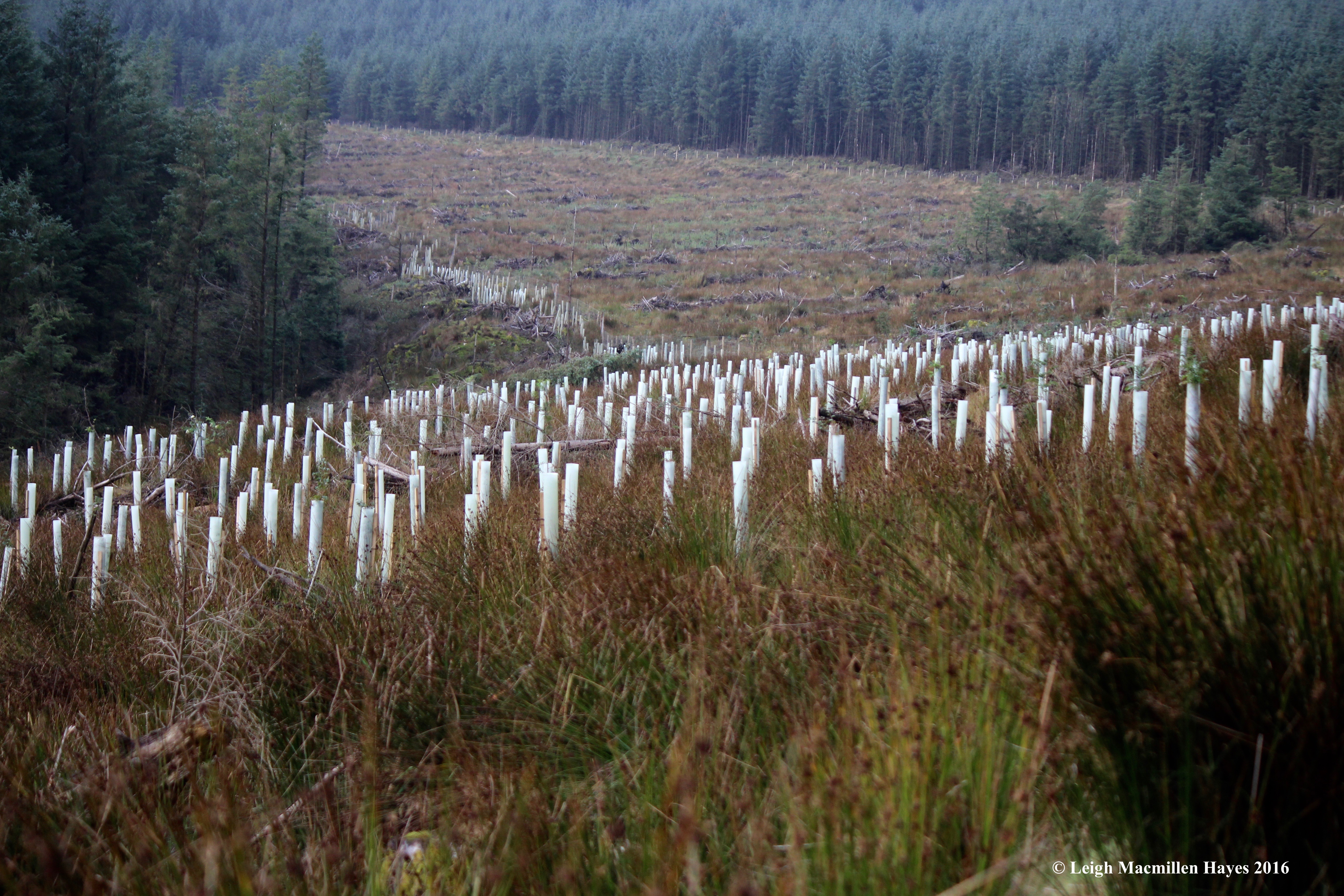 reforestation-wicklow-way