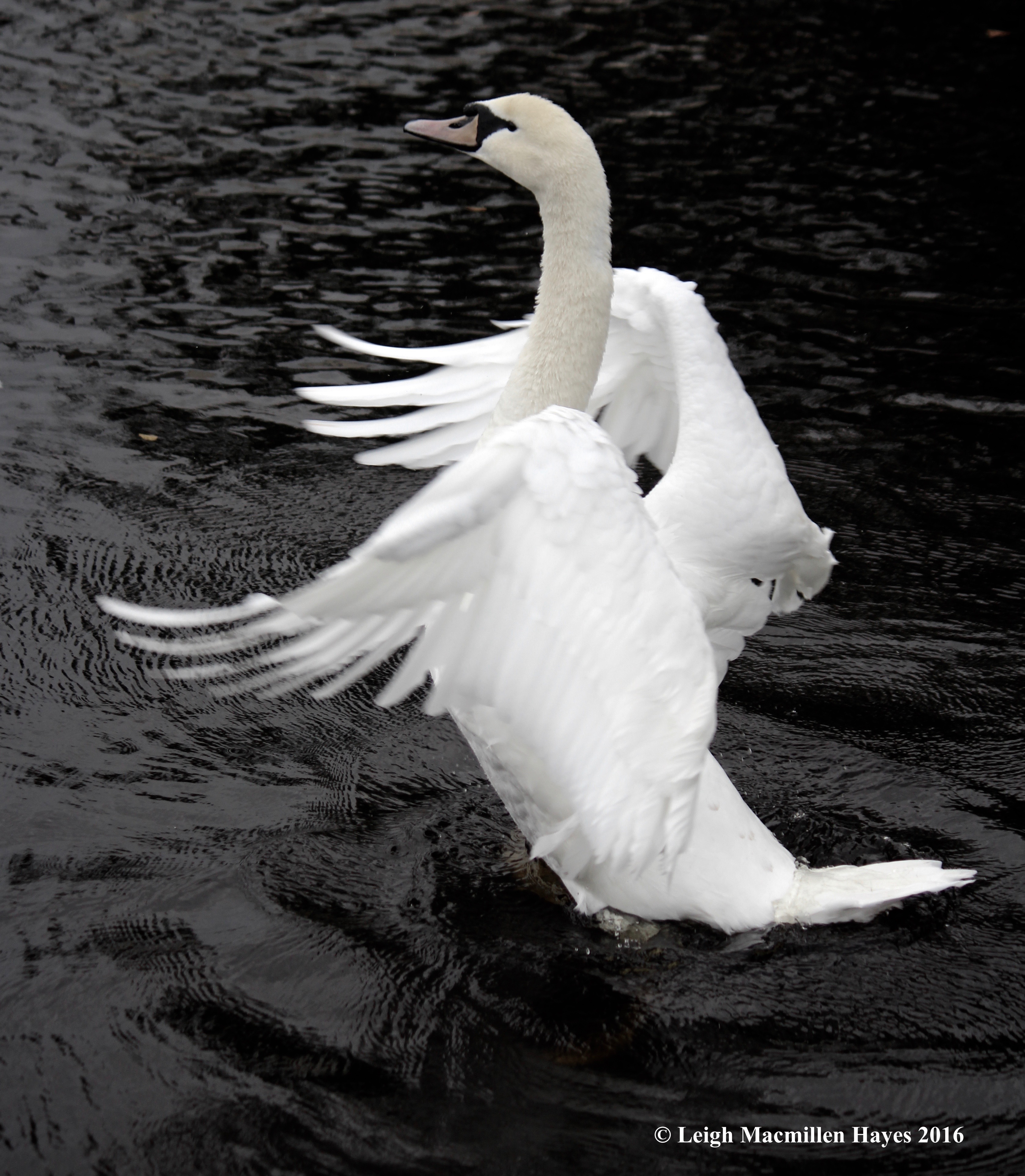 swan-stretch-carlow