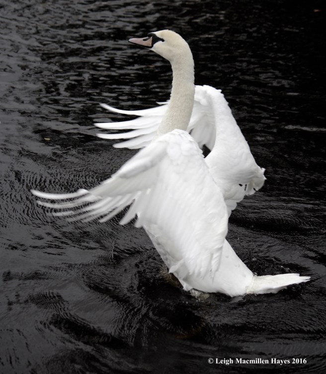 swan-stretch-carlow