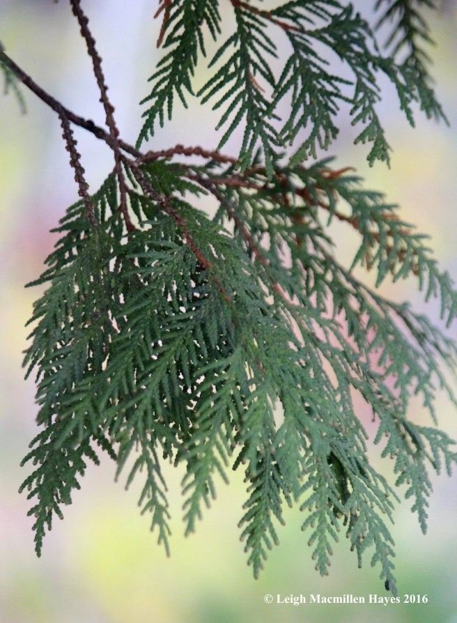 t-northern-white-cedar