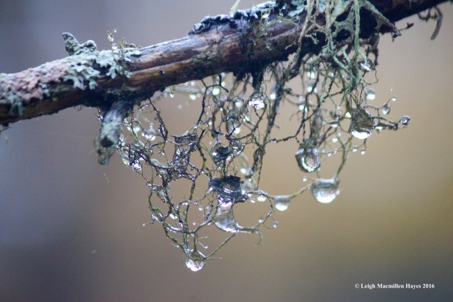 u-raindrop-lichens-2