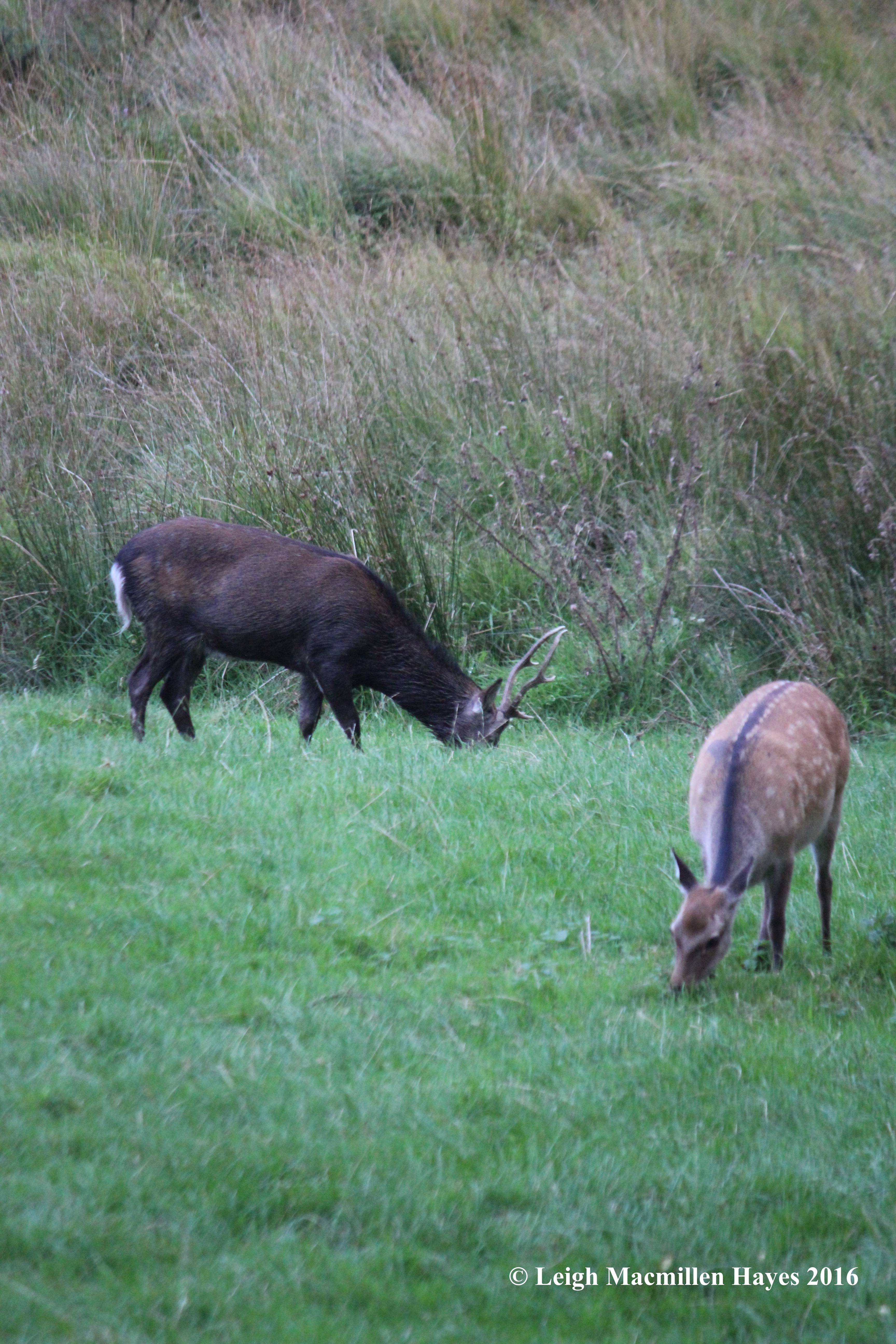 w-deer-at-glendalough