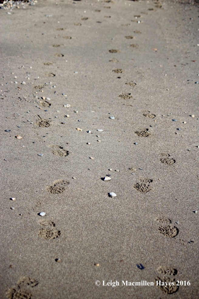 c-matching-footprints