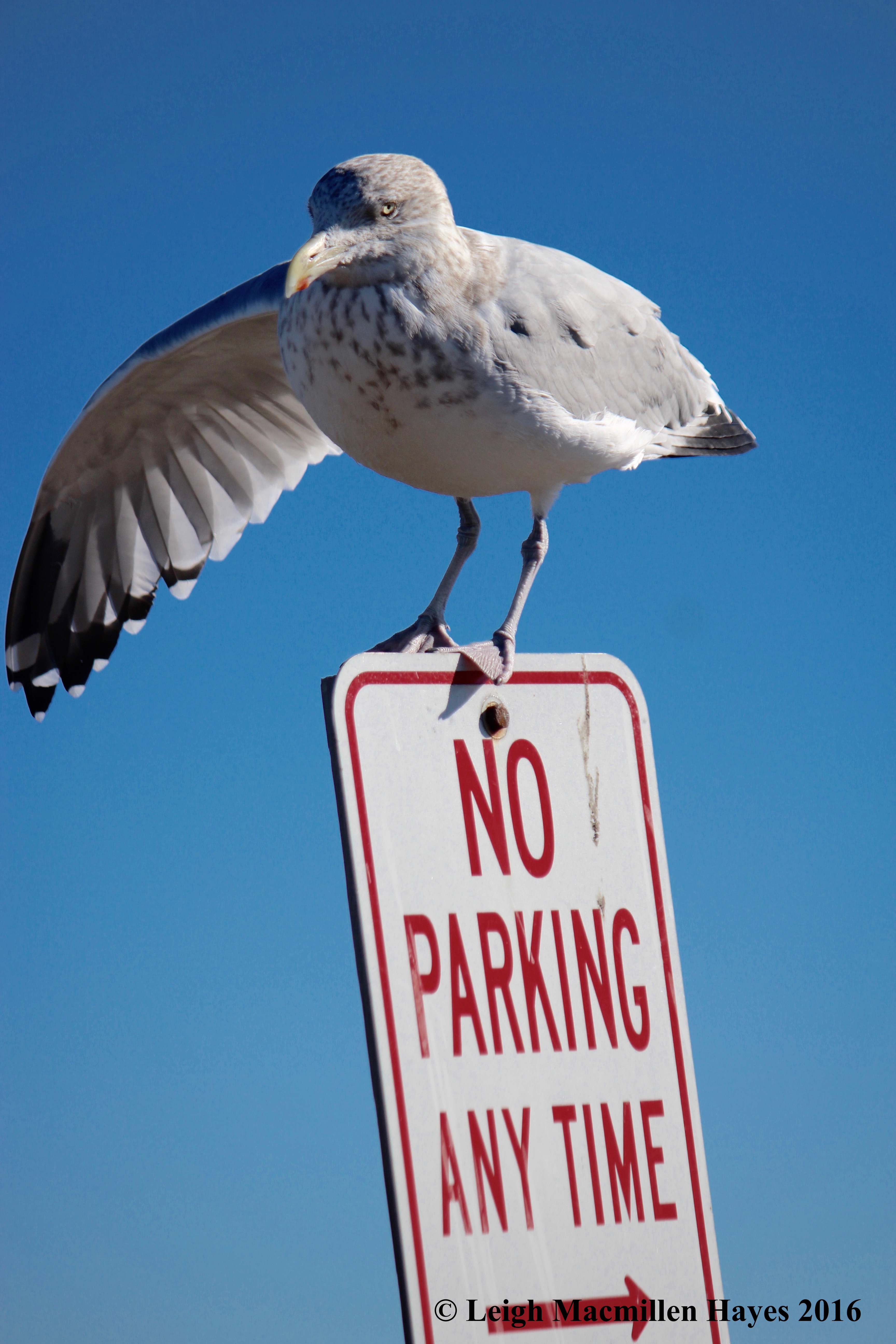 c-no-parking-gull