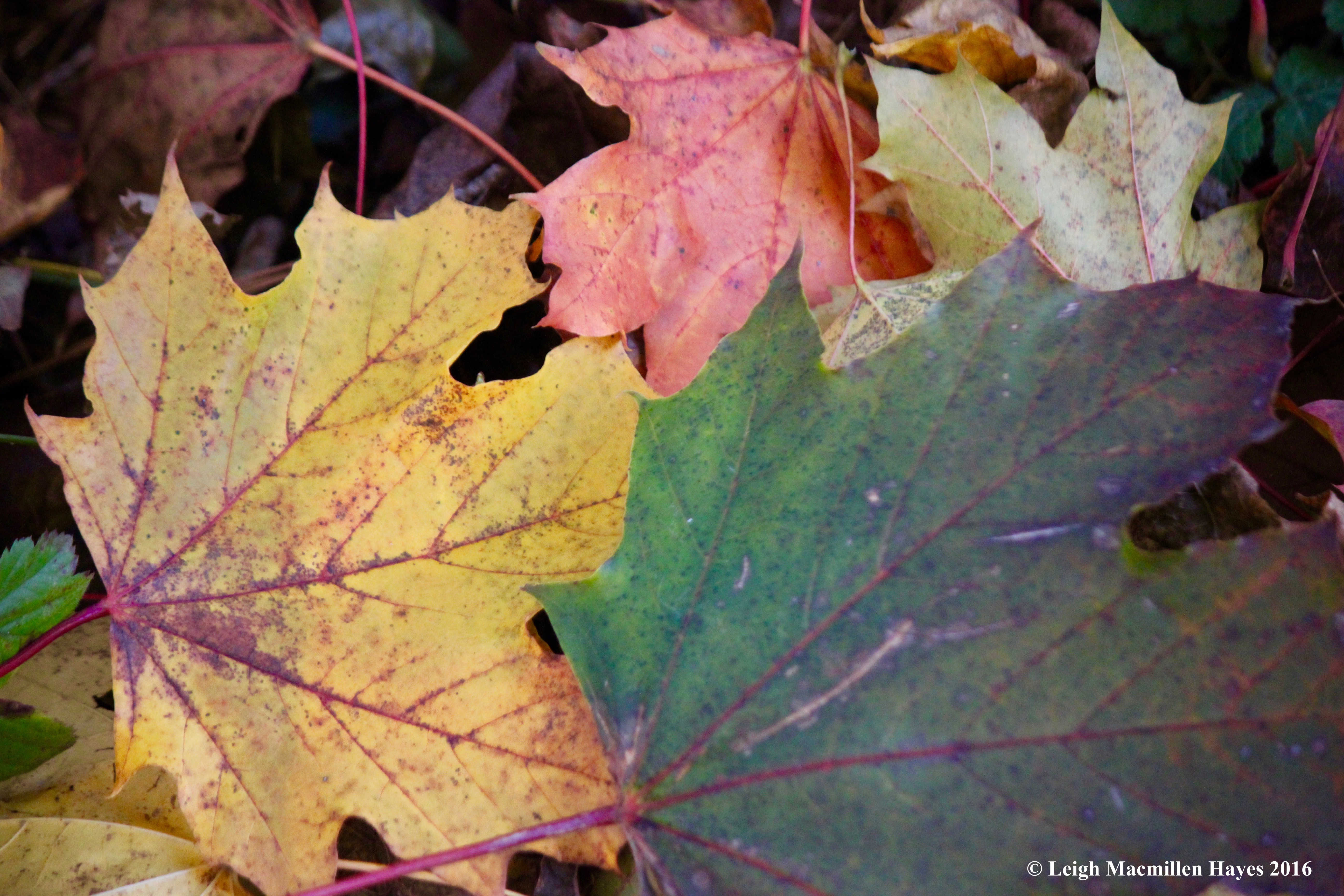 c-norway-maple-leaves