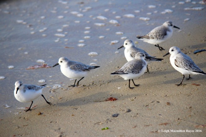 c-sanderling-convention