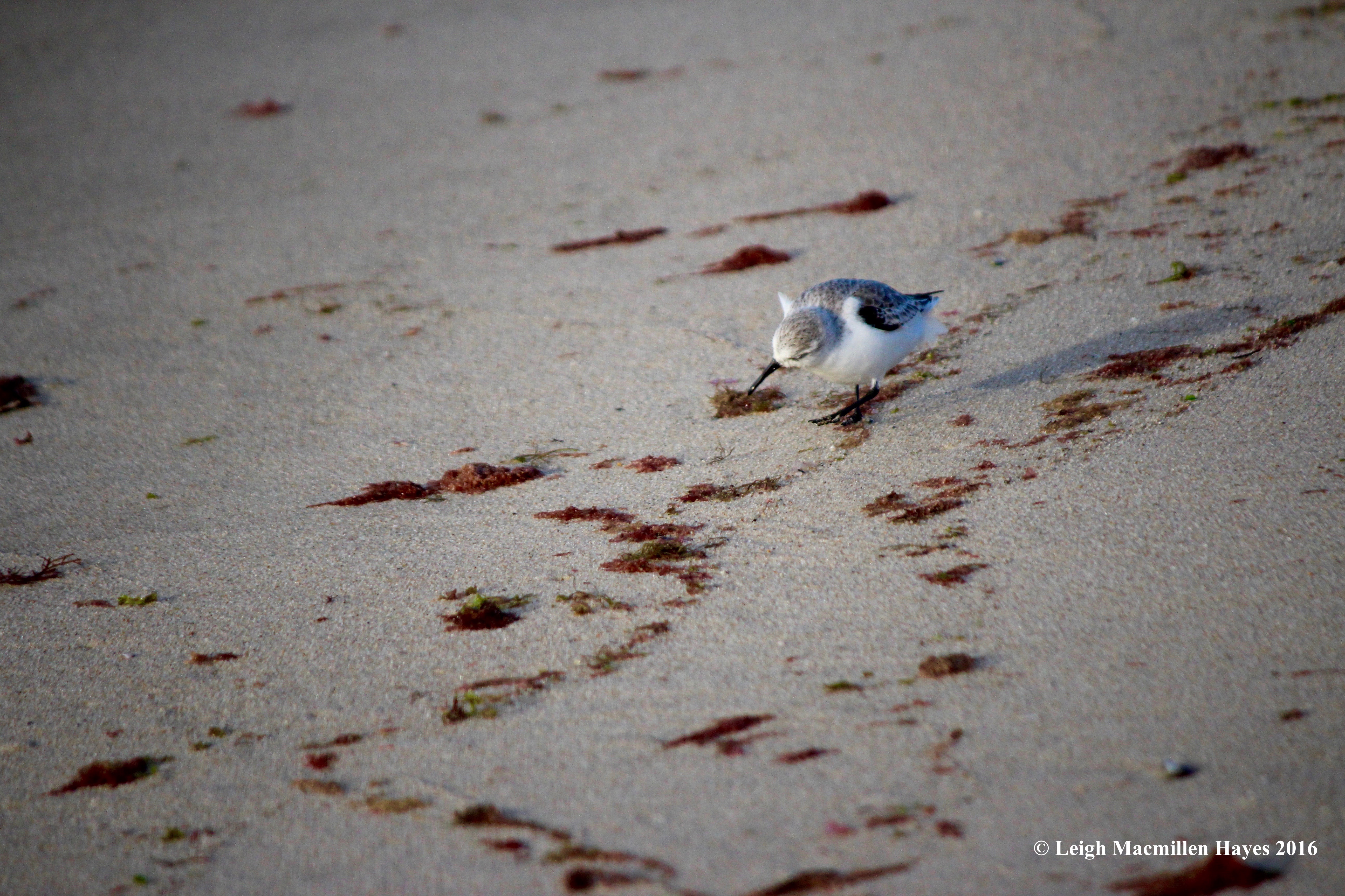 c-sanderling-look-ing