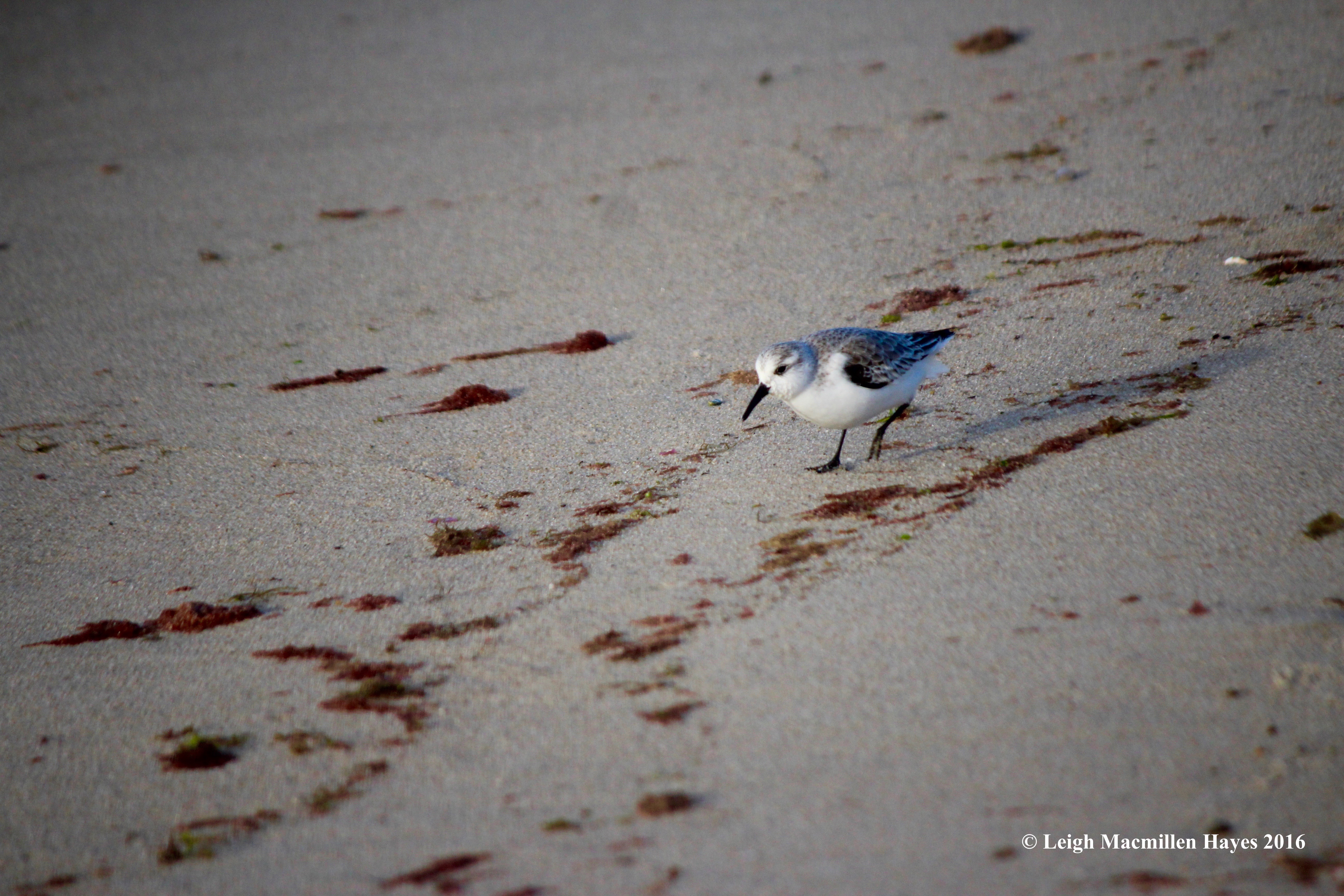 c-sanderling-looking-1