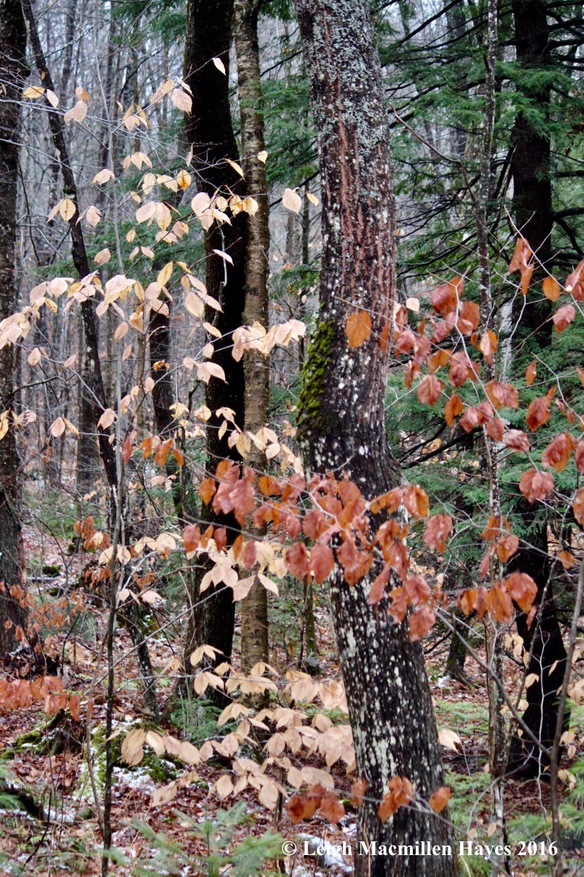 h-beech-and-witch-hazel