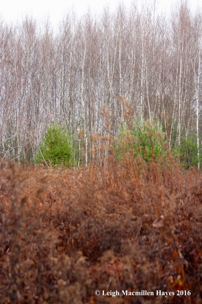 h-field-succession-layers